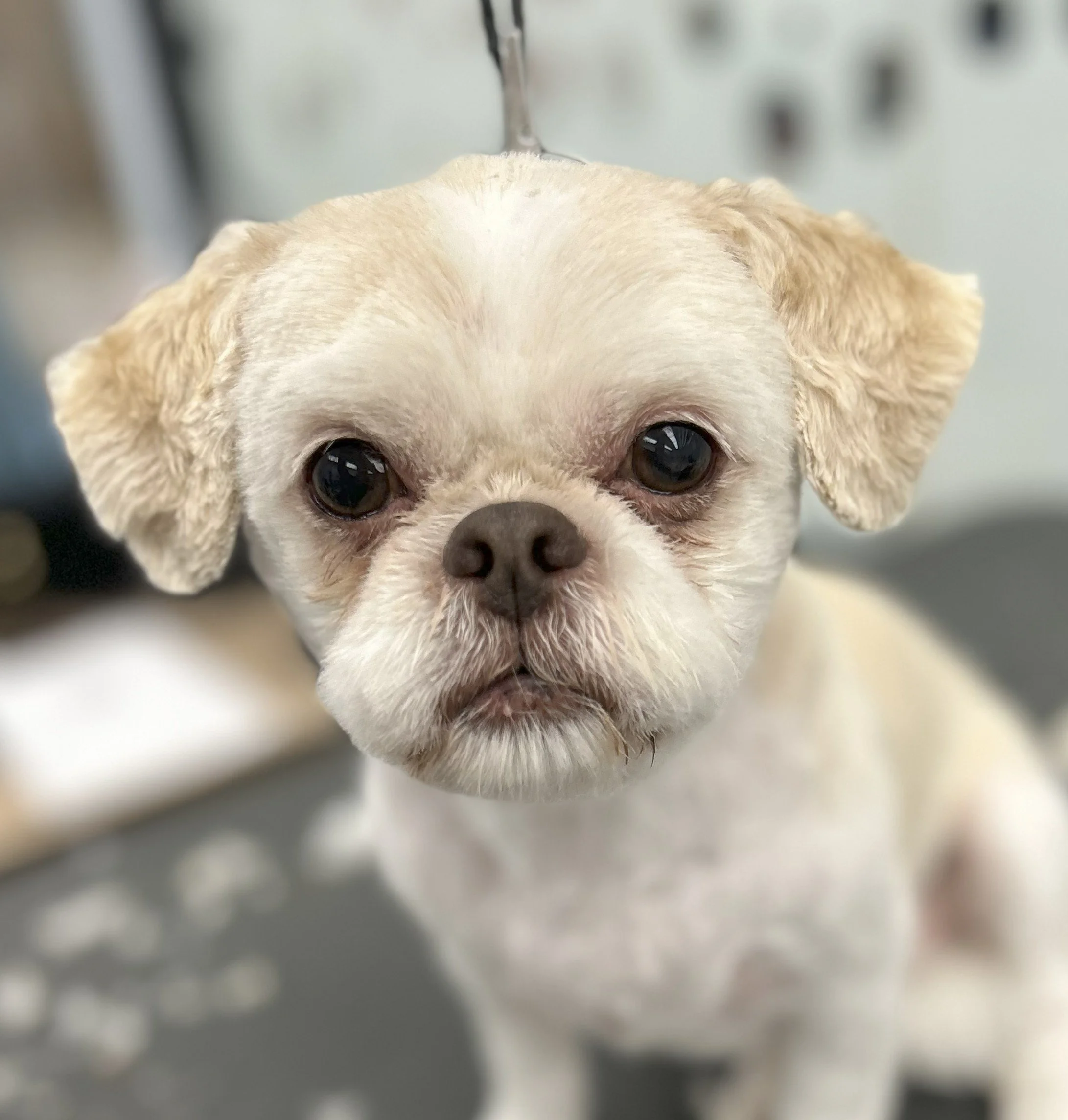 Close-up of a small white dog, possibly a Chihuahua or similar breed, with a neutral expression and large dark eyes.
