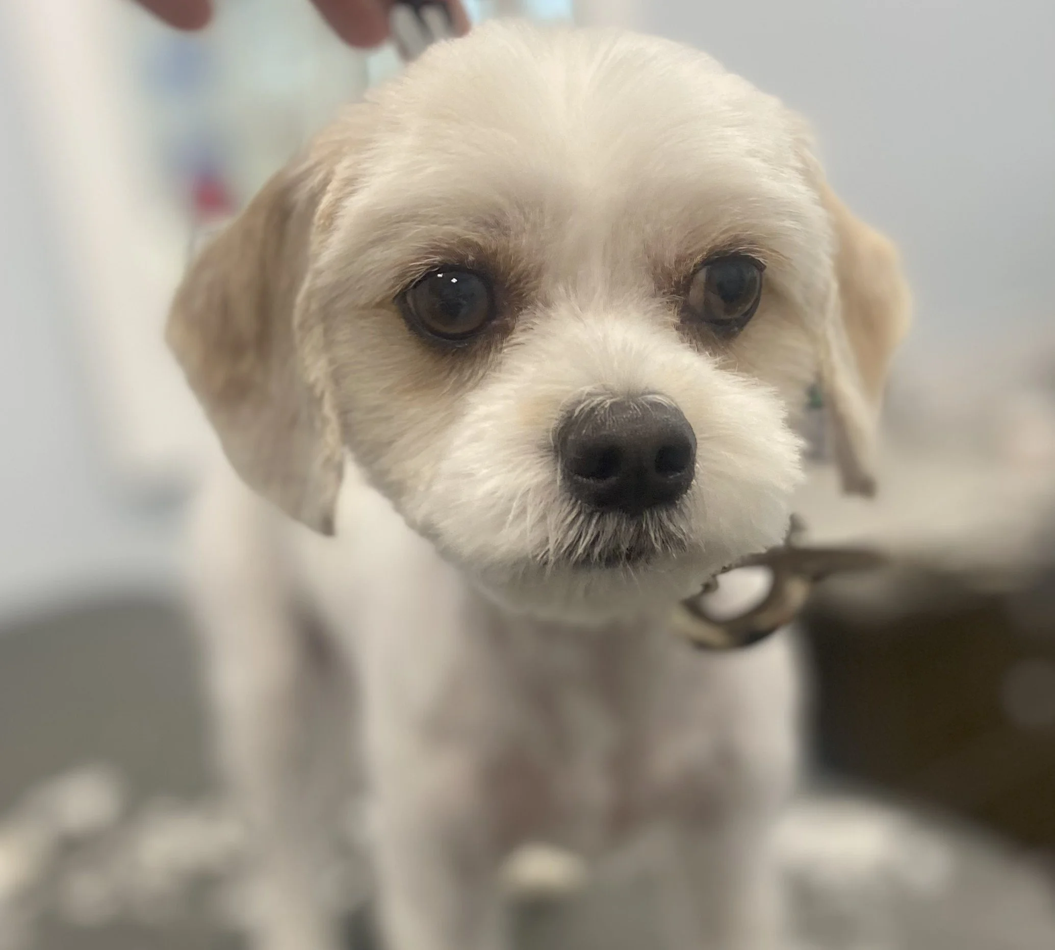 Close-up of a small, white and tan puppy with dark eyes and a black nose, looking directly at the camera.