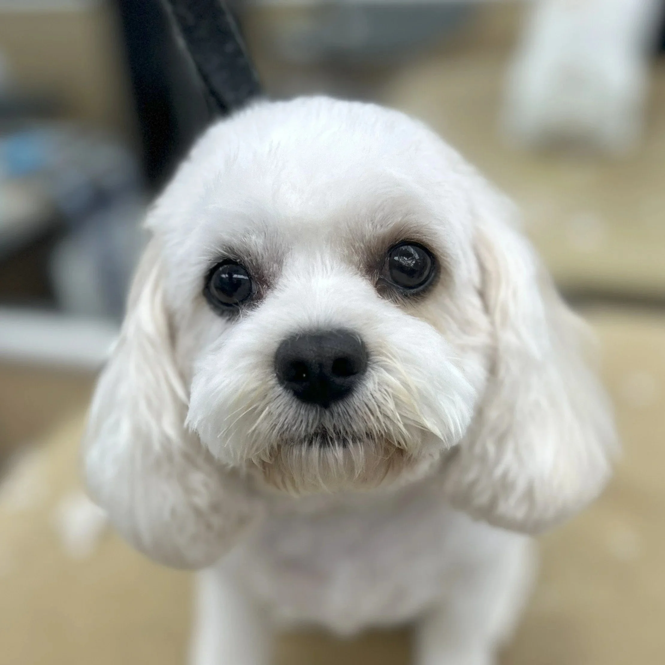Close-up of a white puppy with floppy ears and dark eyes, looking directly at the camera.