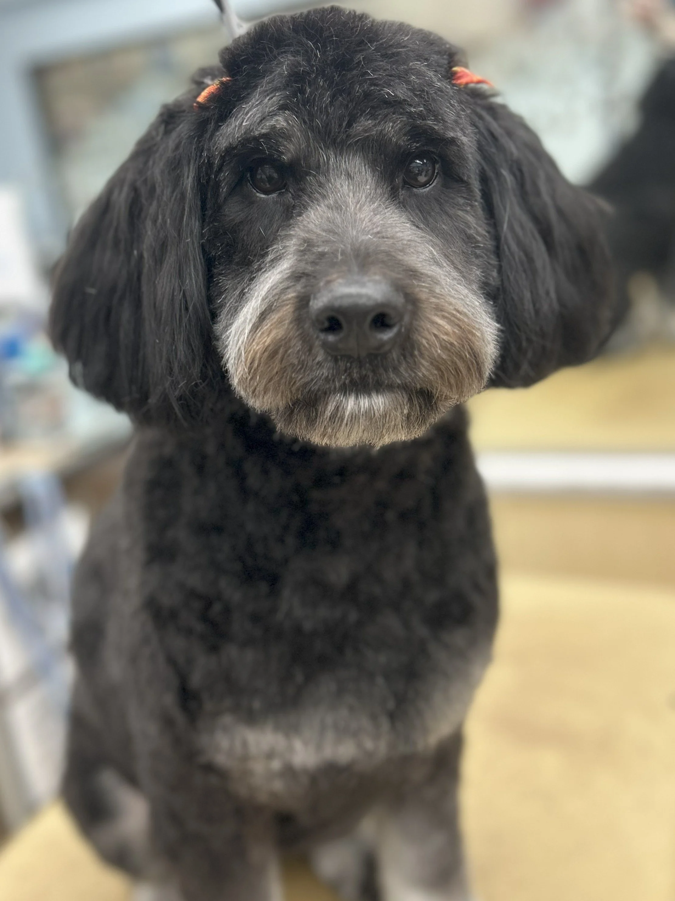 Close-up of a black and gray dog with long ears and a distinctive beard, sitting indoors.