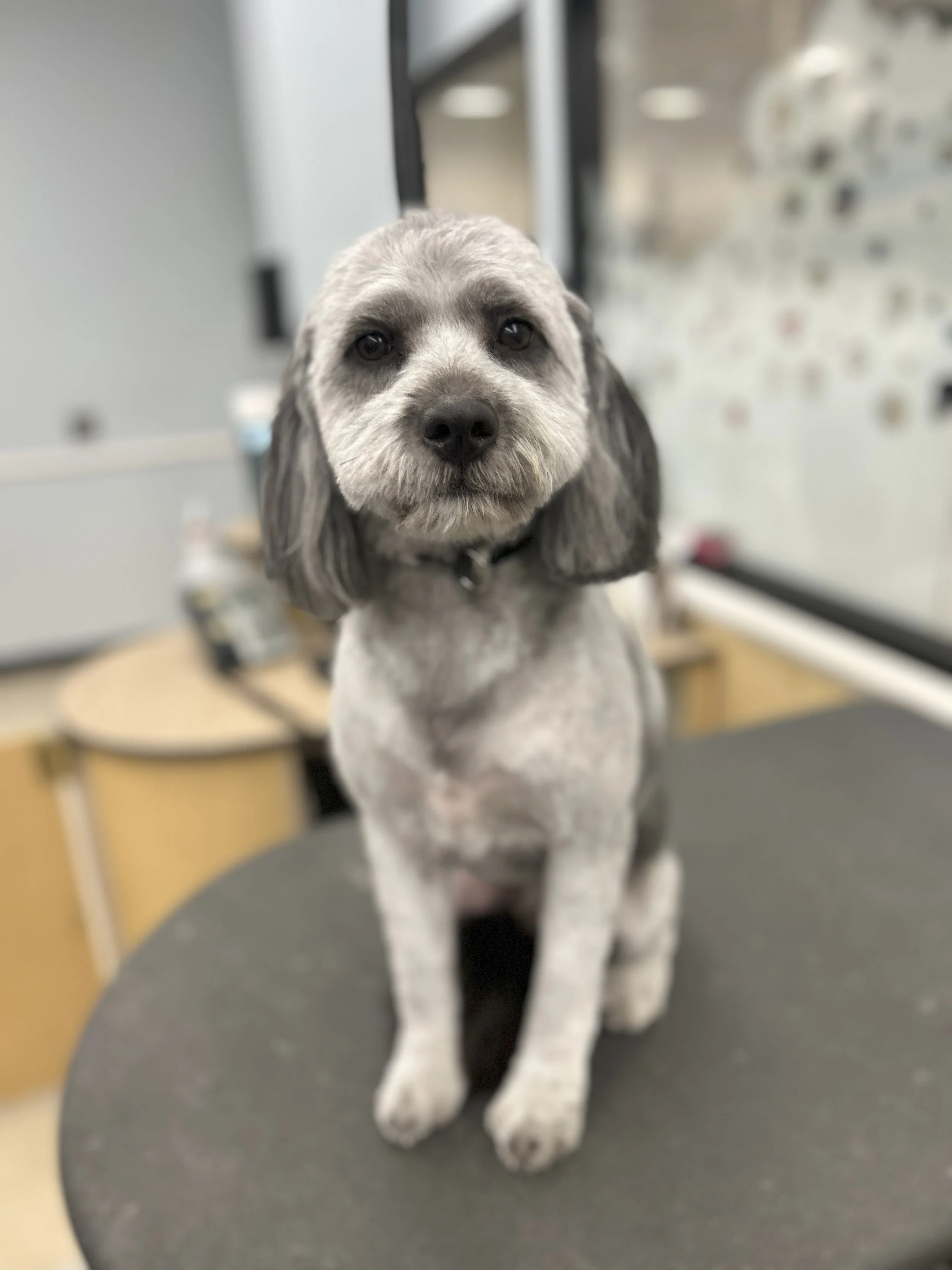 Gray and black puppy looking at the camera, sitting on a grooming table in a pet grooming salon.