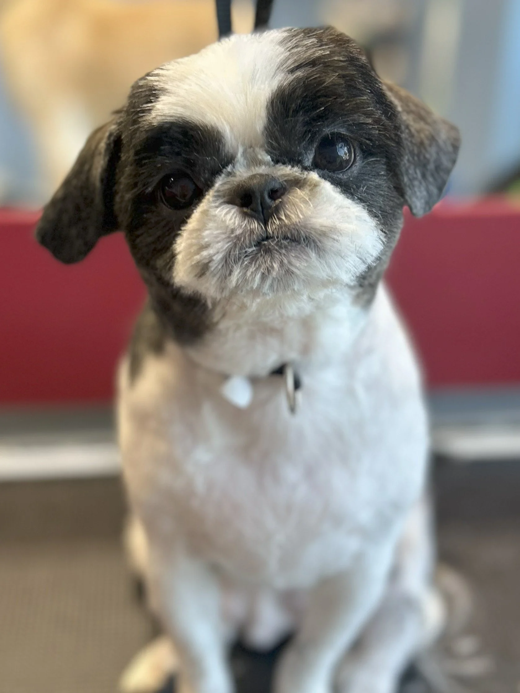 Close-up of a small pug dog with a white and black coat, sitting indoors on a textured surface, with a blurred background.