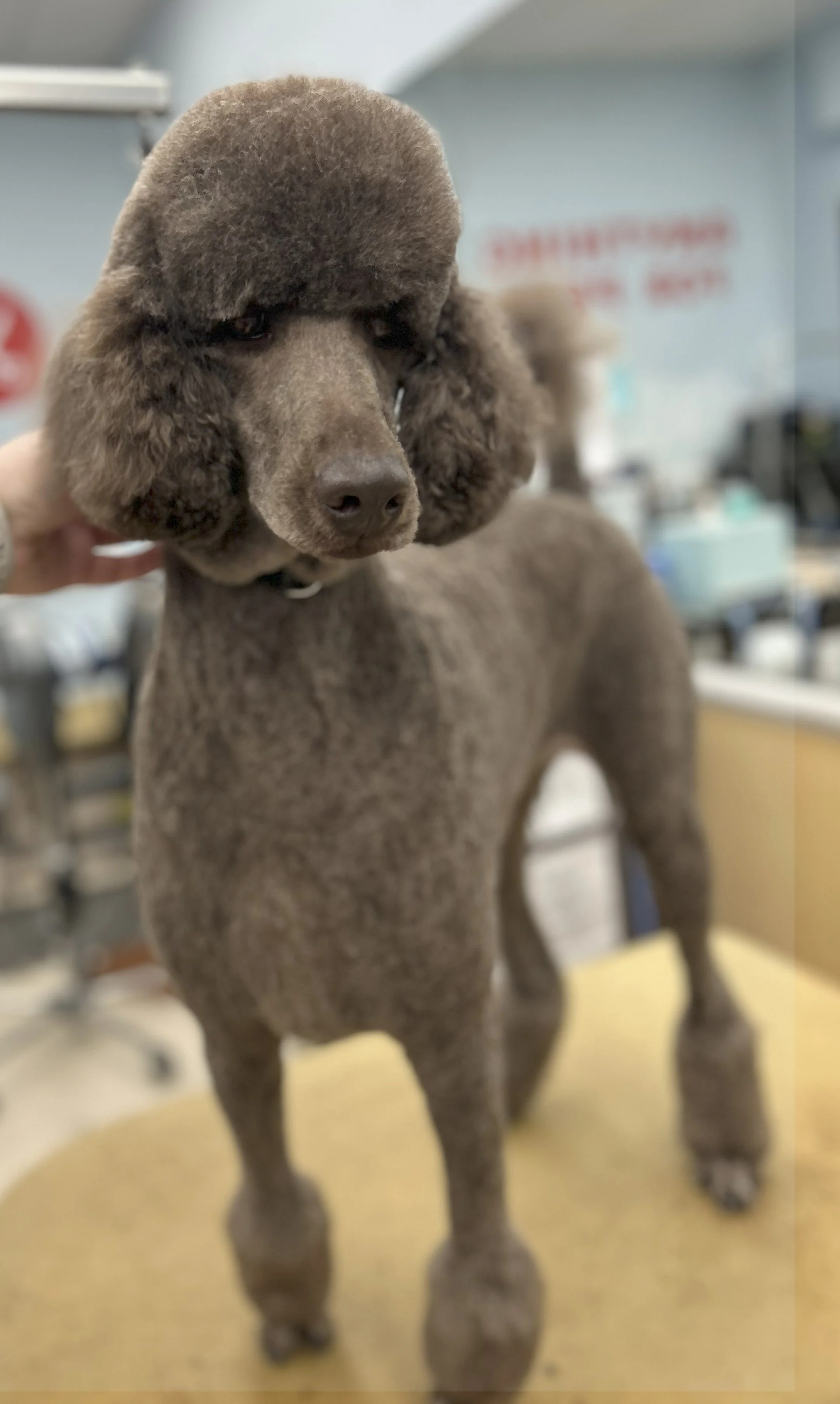 A brown poodle standing on a grooming table, looking down with a blurred background of a grooming salon.