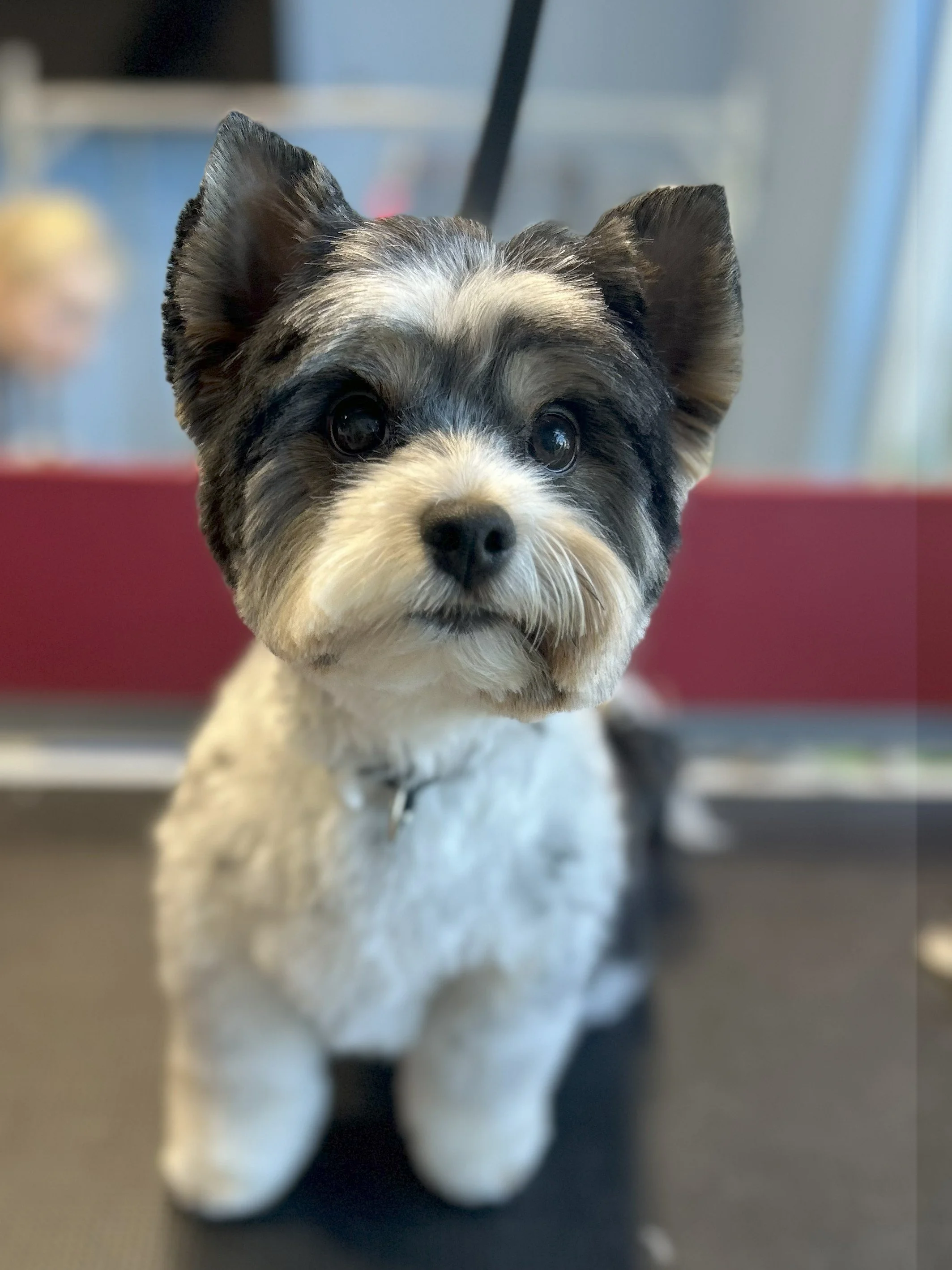 A cute black, white, and gray puppy with large eyes and pointy ears, sitting indoors on a dark surface with a blurred background.