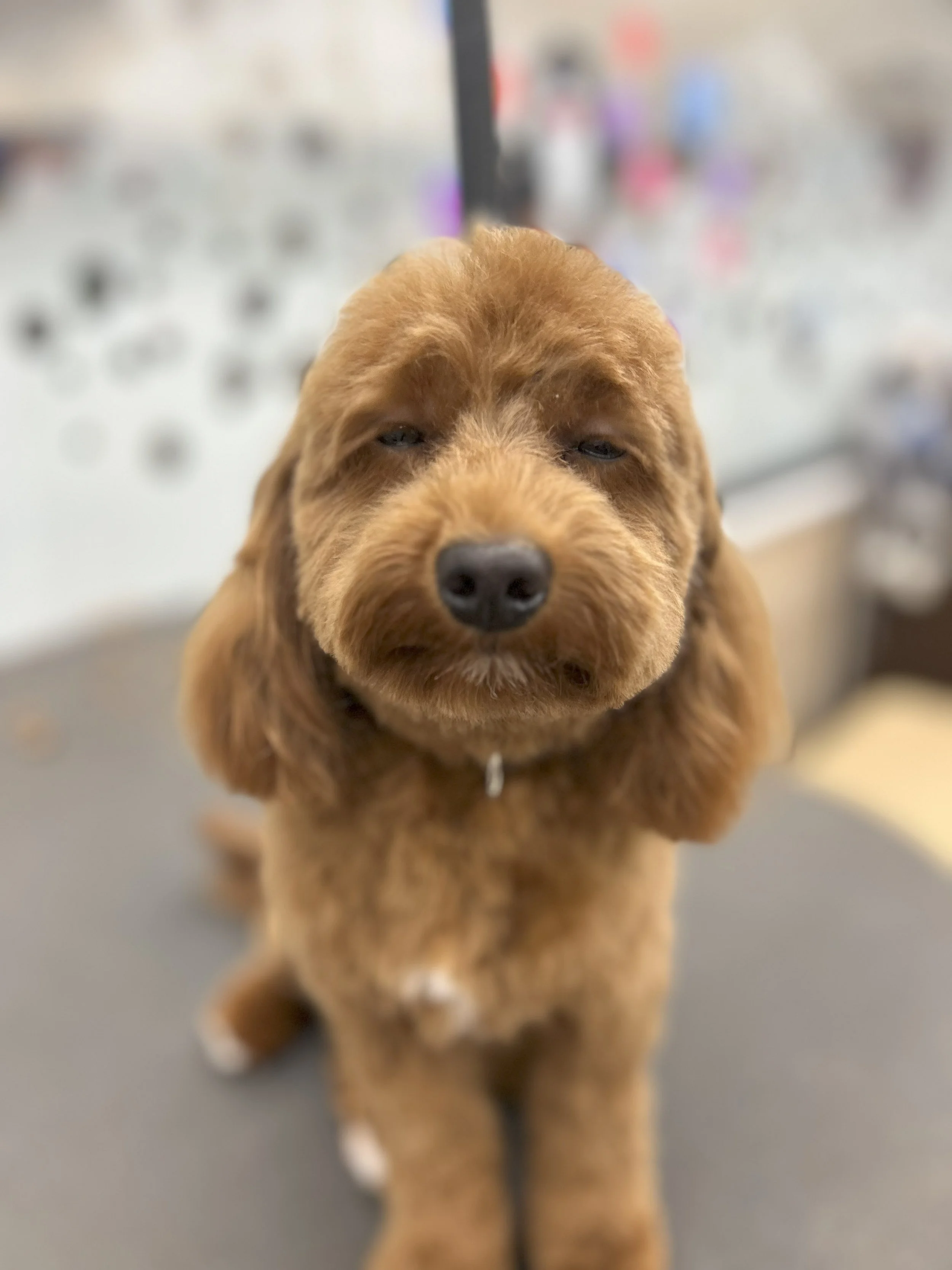 A brown puppy with a slightly sleepy expression sitting on a grooming table.