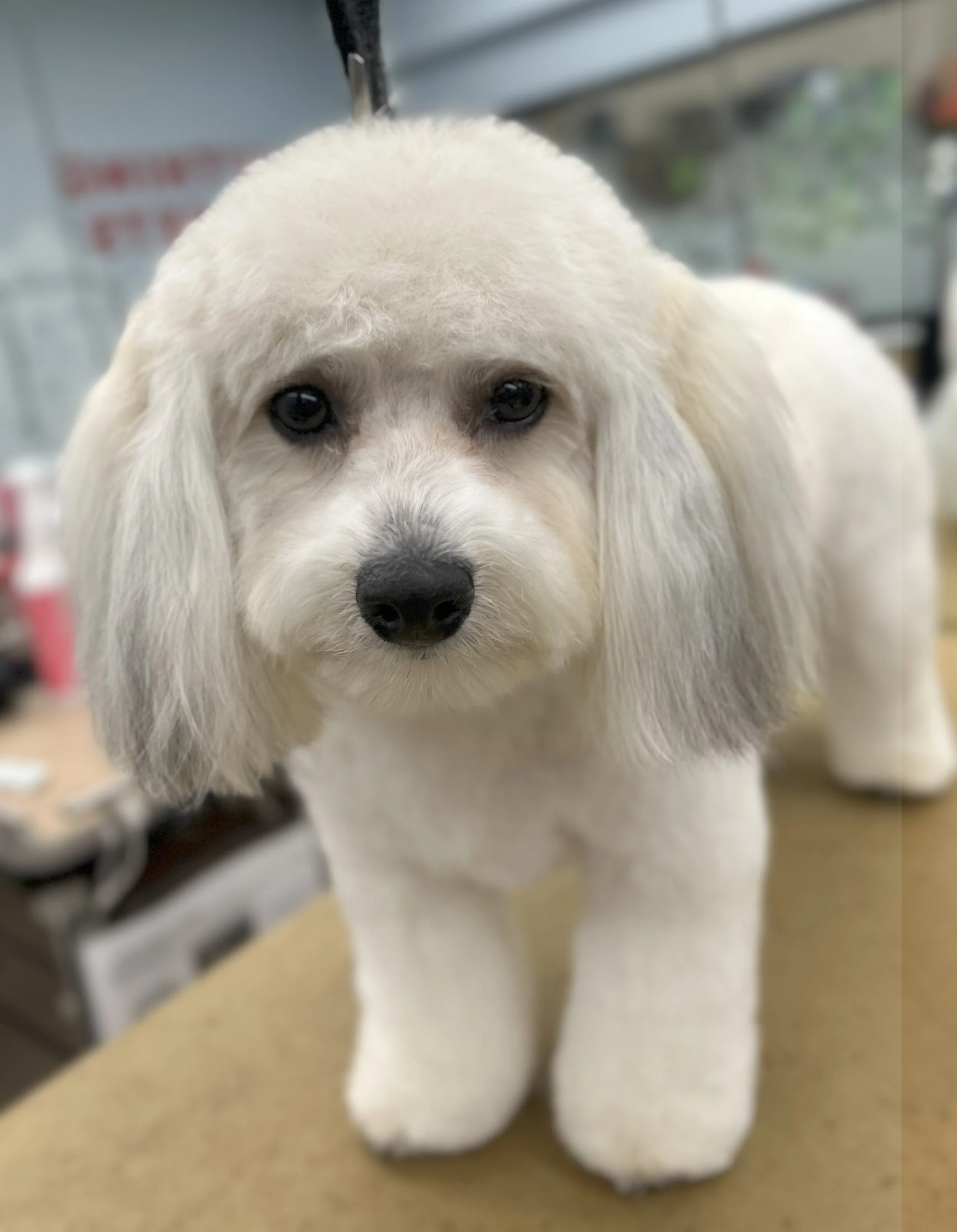 A close-up of a white fluffy puppy with long, droopy ears and dark eyes, standing on a table indoors.