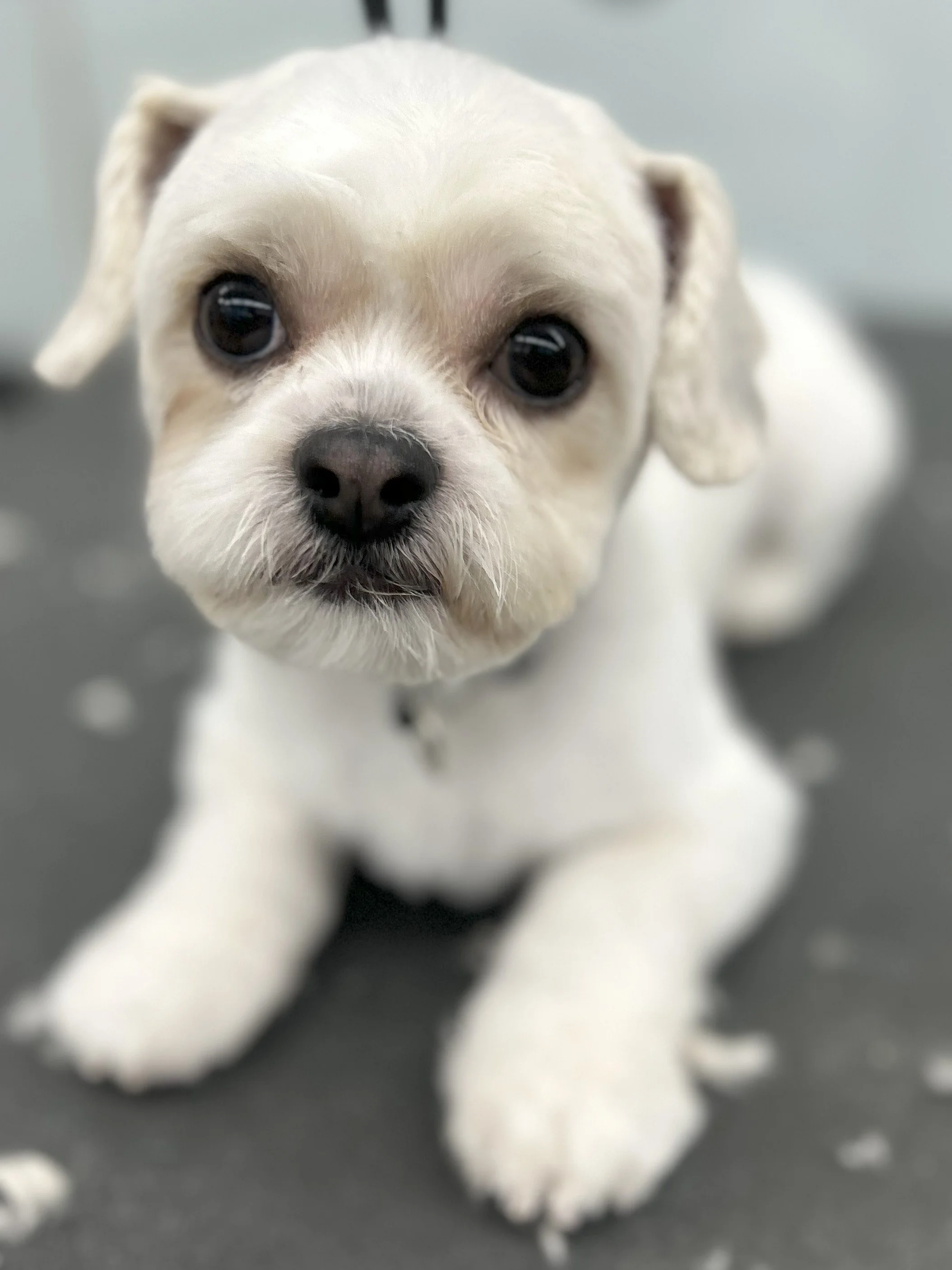 Close-up of a small white puppy with dark eyes and a black nose, lying on a gray surface.