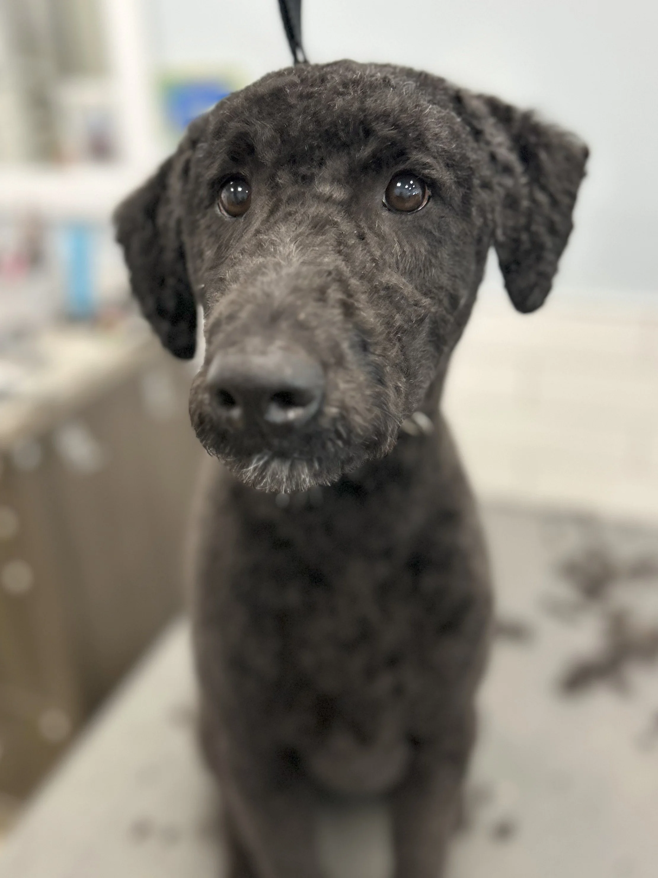 Close-up of a black puppy with brown eyes, sitting indoors with a blurred background.