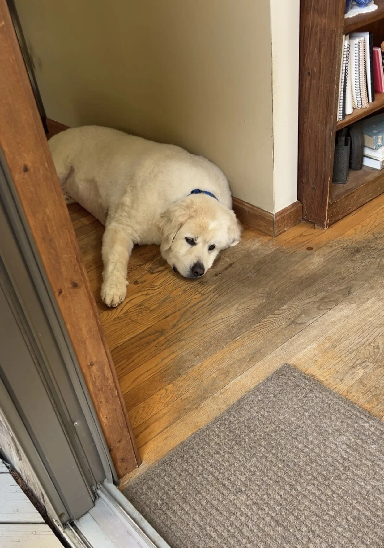 A golden retriever puppy lying on a hardwood floor, resting against a wall near a wooden bookshelf filled with books.