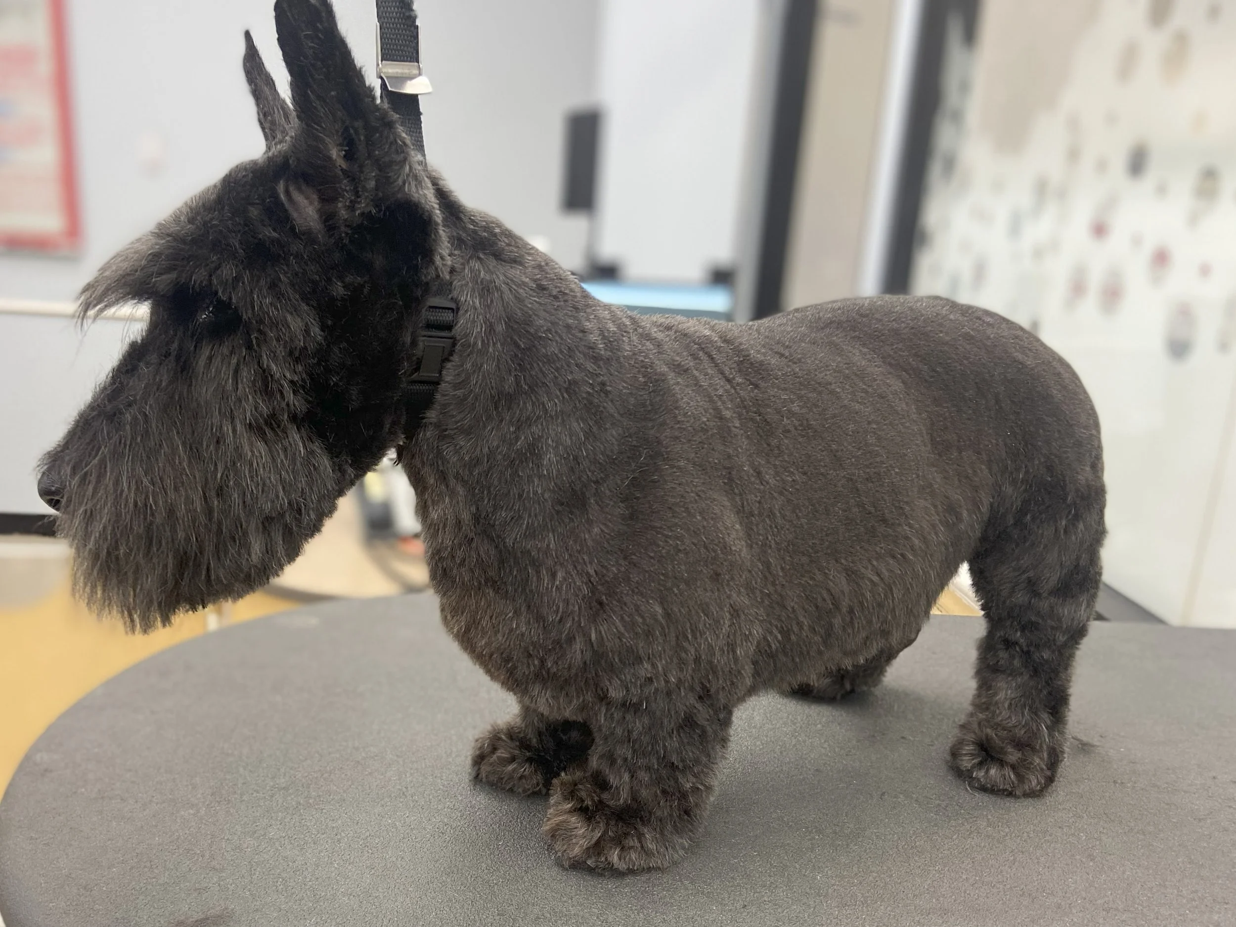 A small stuffed animal resembling a dog, specifically a schnauzer, with black fur and a bushy beard. It is wearing a black collar and is placed on a gray surface in an indoor setting.