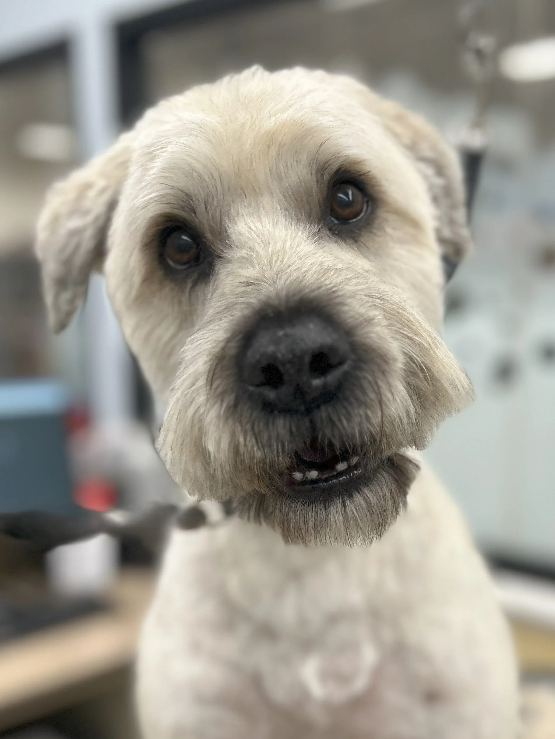 Close-up of a light-colored dog with brown eyes and a black nose, looking directly at the camera.