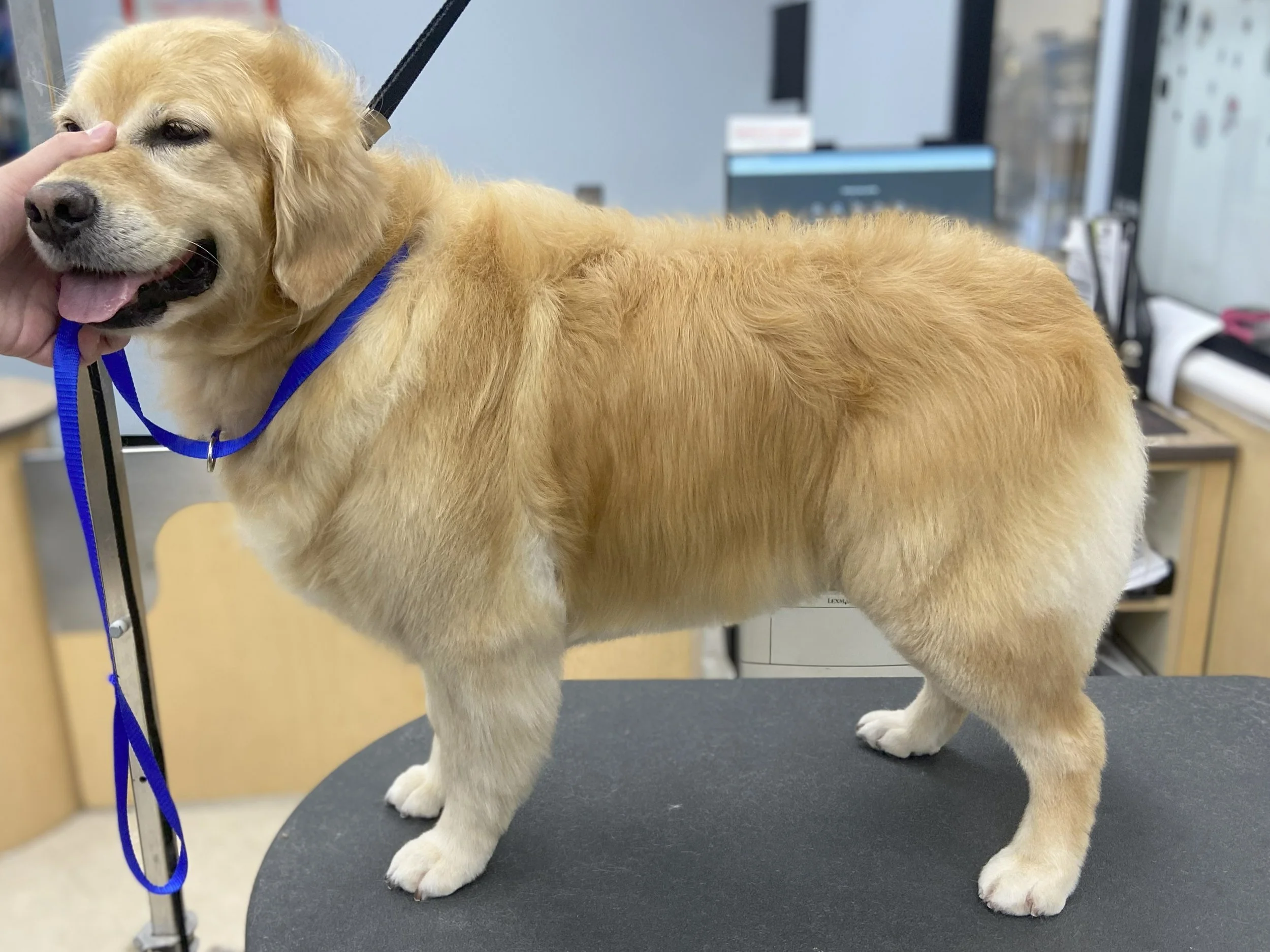 A golden retriever puppy standing on a grooming table, being gently held by a person, with a background of an office or grooming station.