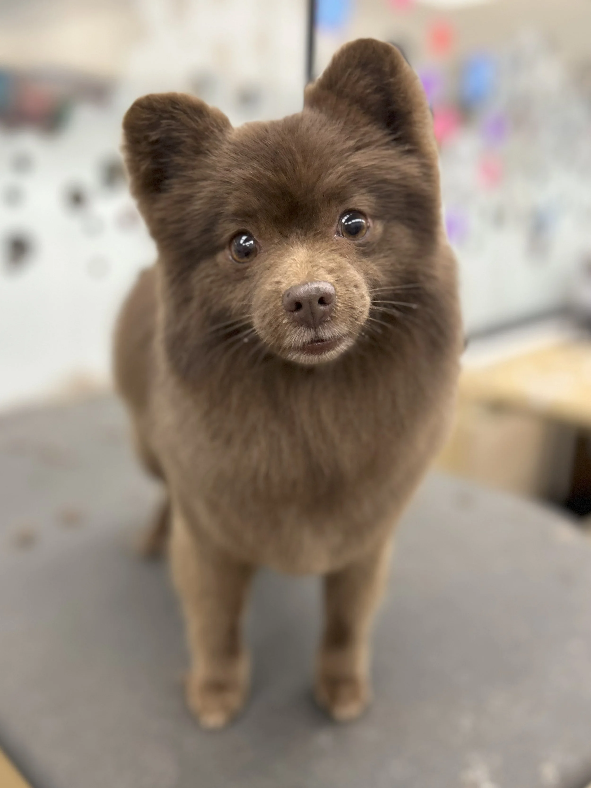 Close-up of a cute brown puppy with pointed ears and expressive eyes, standing indoors on a gray surface.