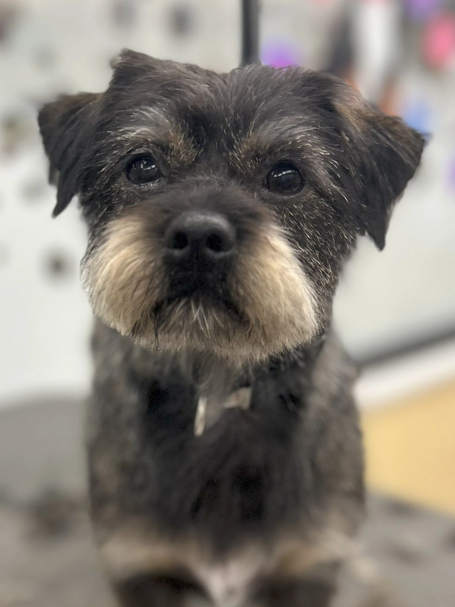 Close-up of a small, scruffy dog with a black face and tan eyebrows, lying on a surface indoors.