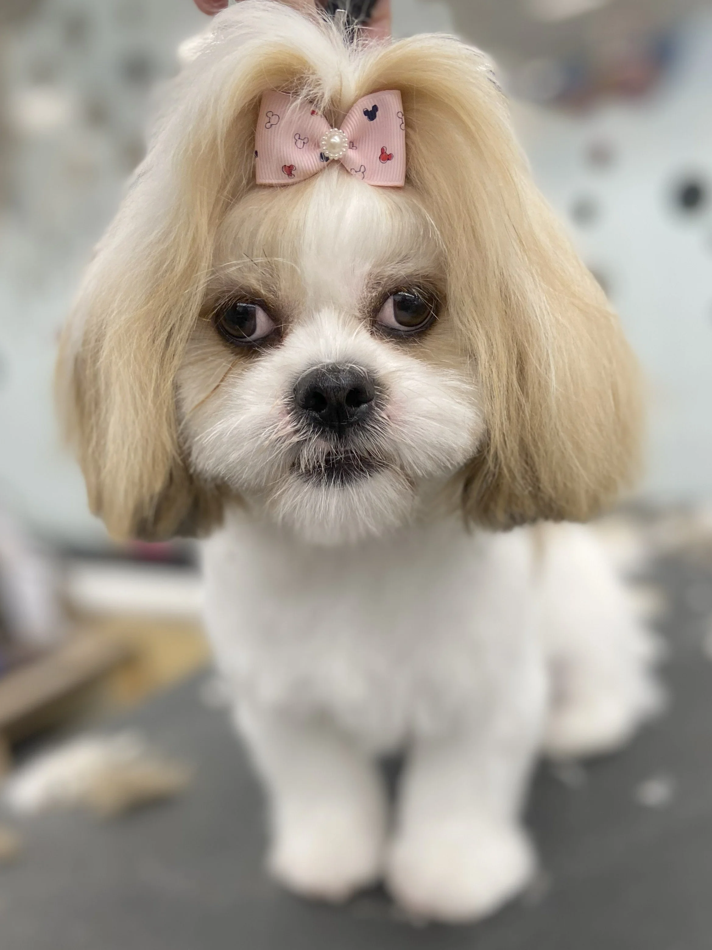 A small dog with long, blonde ears and white fur, wearing a pink bow with small butterfly patterns and pearl decoration on its head.