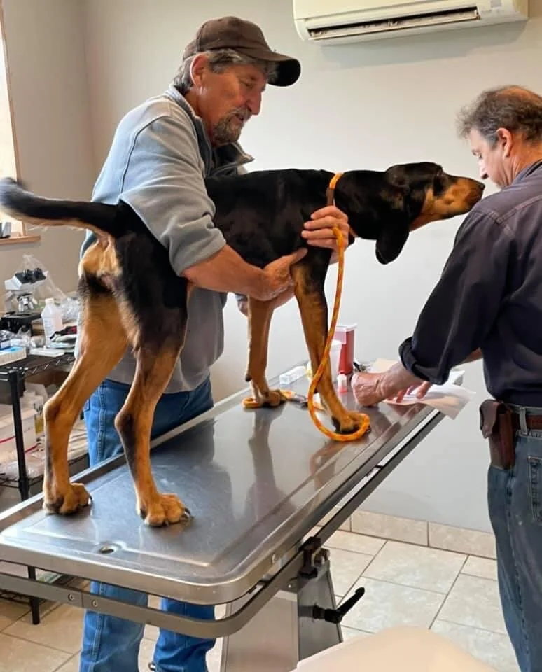A veterinarian and a man examine a large black and tan dog on a metal examination table in a veterinary clinic.