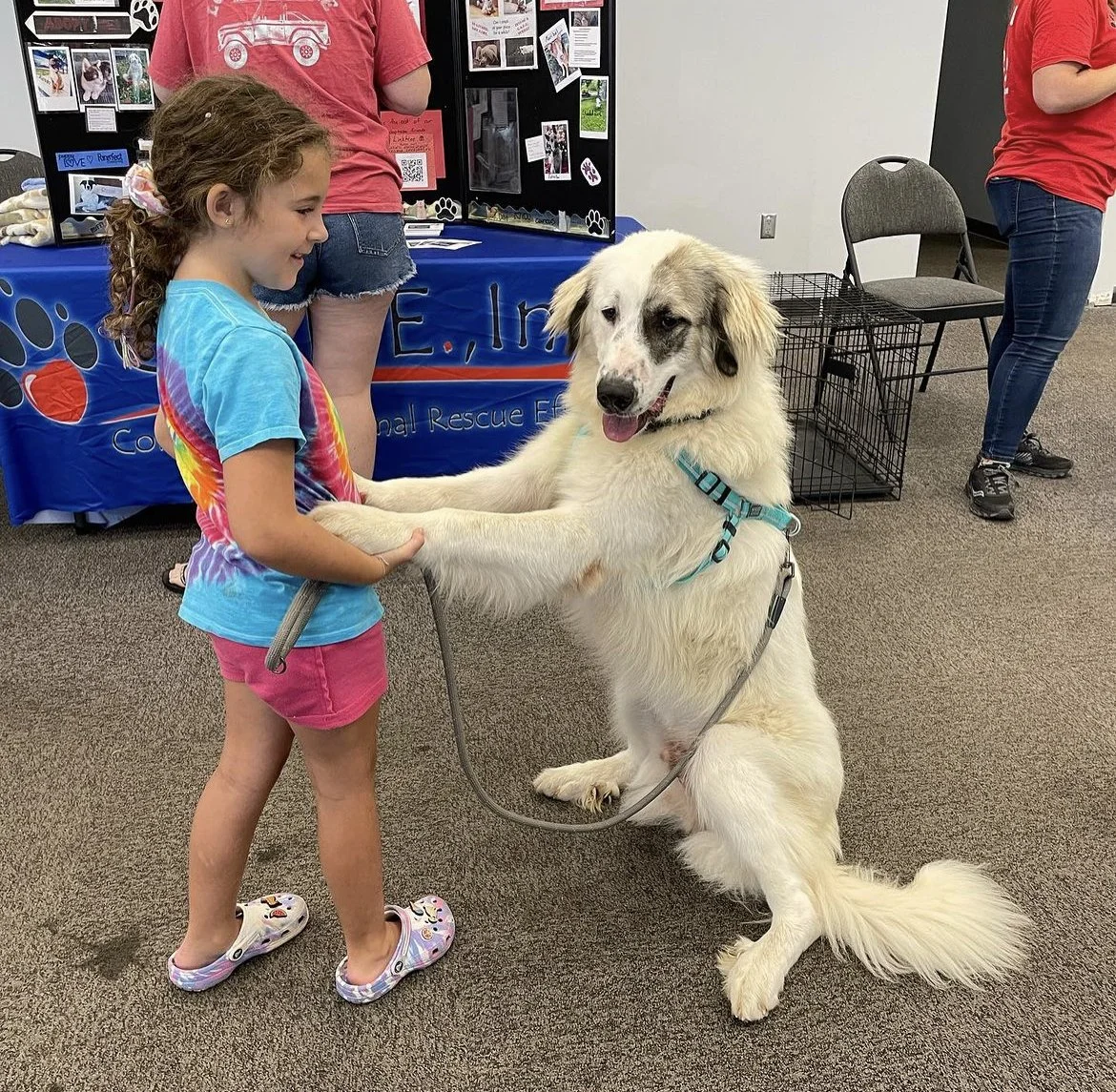 A young girl in a colorful tie-dye T-shirt and pink shorts smiling as she interacts with a large white dog with black patches, who is sitting on its hind legs with front paws resting on the girl. The dog wears a blue harness and leash, and the girl is holding its paws in an indoor setting, likely at an animal rescue event with people and display booths in the background.