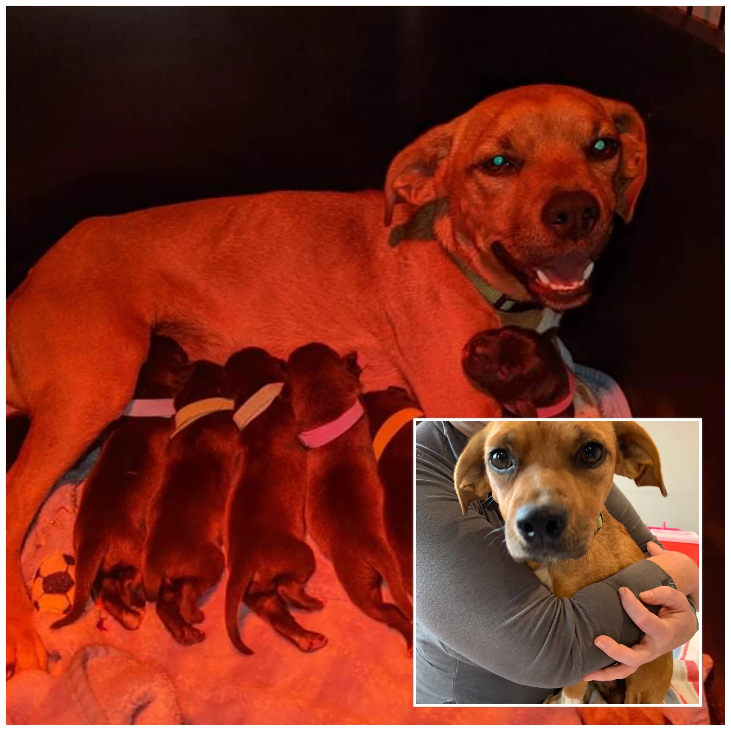 A brown mother dog nursing four puppies, with a woman holding a similar-looking puppy.