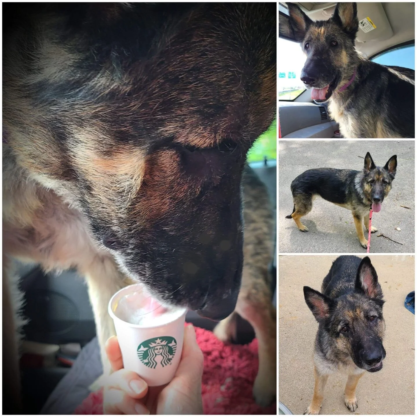 Four photos of a German Shepherd dog. The main image shows the dog licking a Starbucks cup. The top right photo shows the dog sitting in a car, looking out the window. The middle right photo shows the dog standing on a sidewalk with a leash, panting.