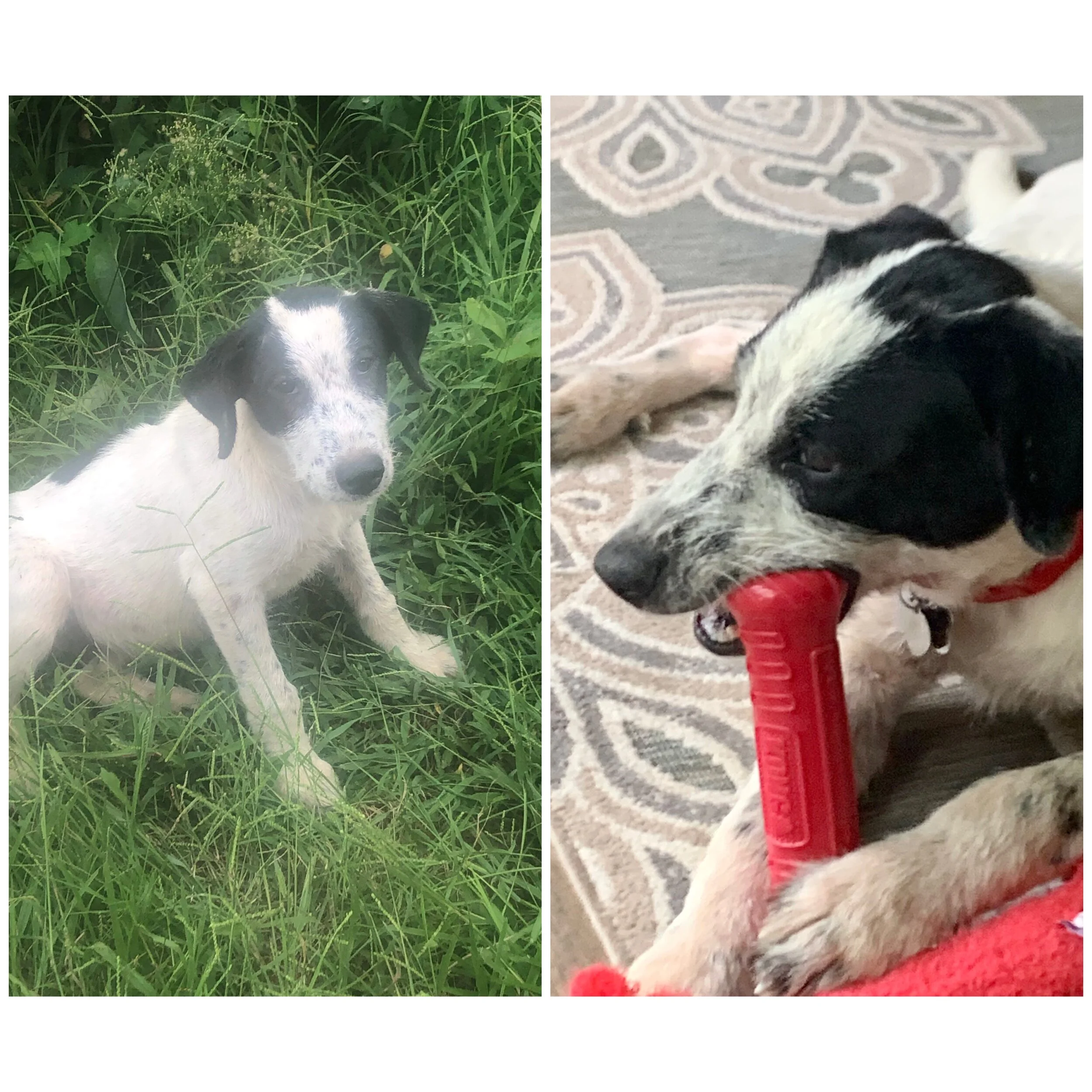 Side-by-side photos of two dogs. The left dog is sitting in tall green grass, looking at the camera. The right dog is lying on a patterned rug, chewing on a red toy.
