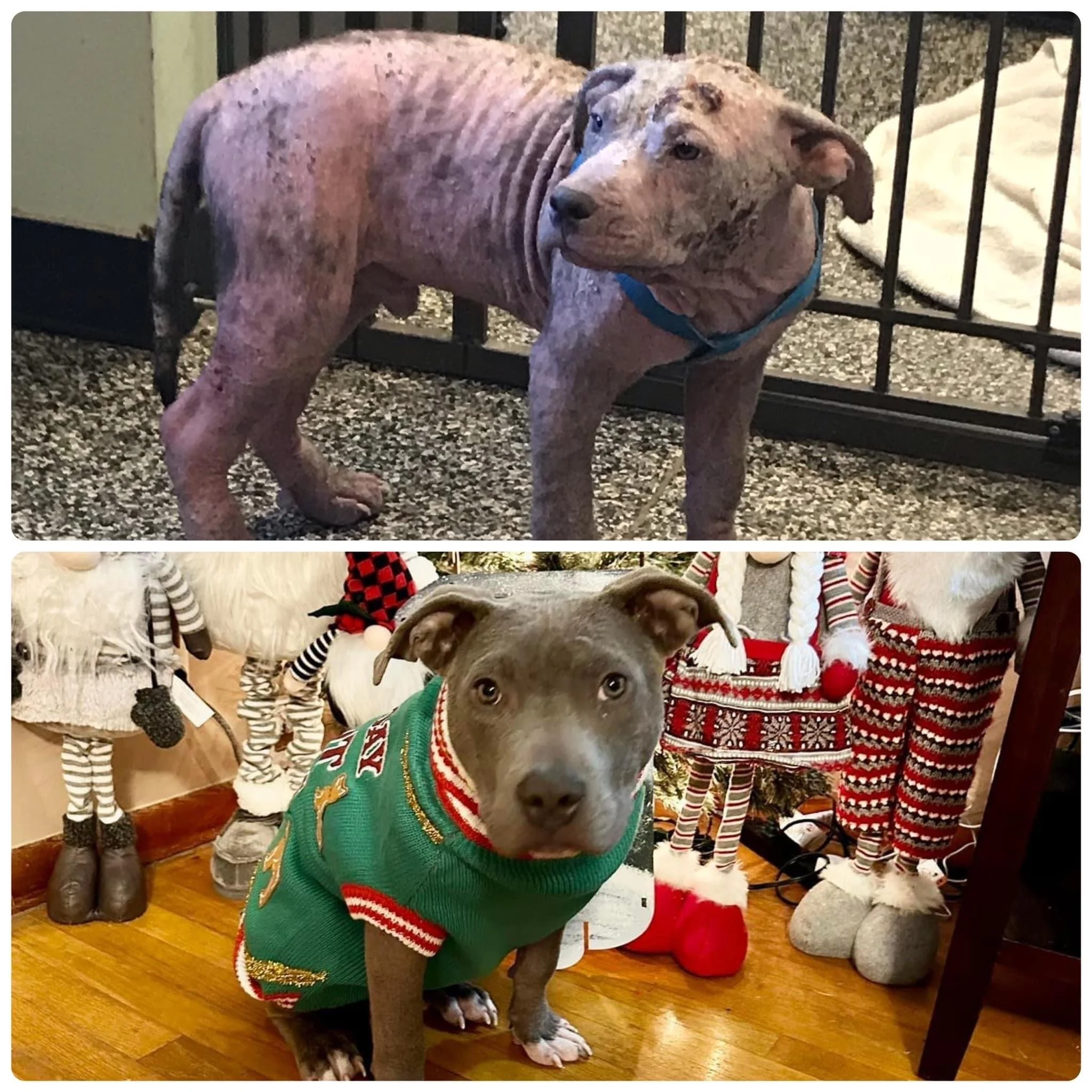 Top image shows a hairless, grey dog with a muscular build and a blue collar standing on a grey speckled floor near a black fence. Bottom image features a grey puppy wearing a green Christmas sweater with red and white stripes, sitting indoors on a w