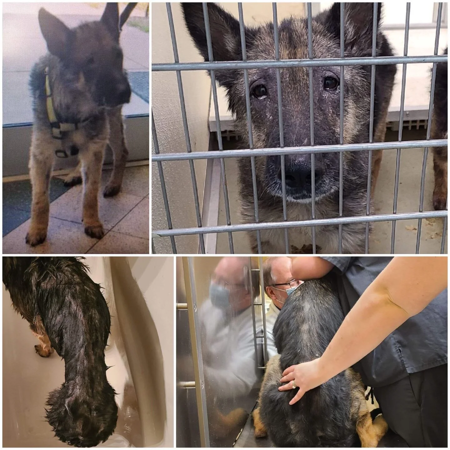 Collage of four images of German Shepherd puppies at an animal shelter. The top right shows a puppy behind a metal cage door, looking directly at the camera. The top left shows a puppy standing on the floor with a harness, looking to the side. The bo
