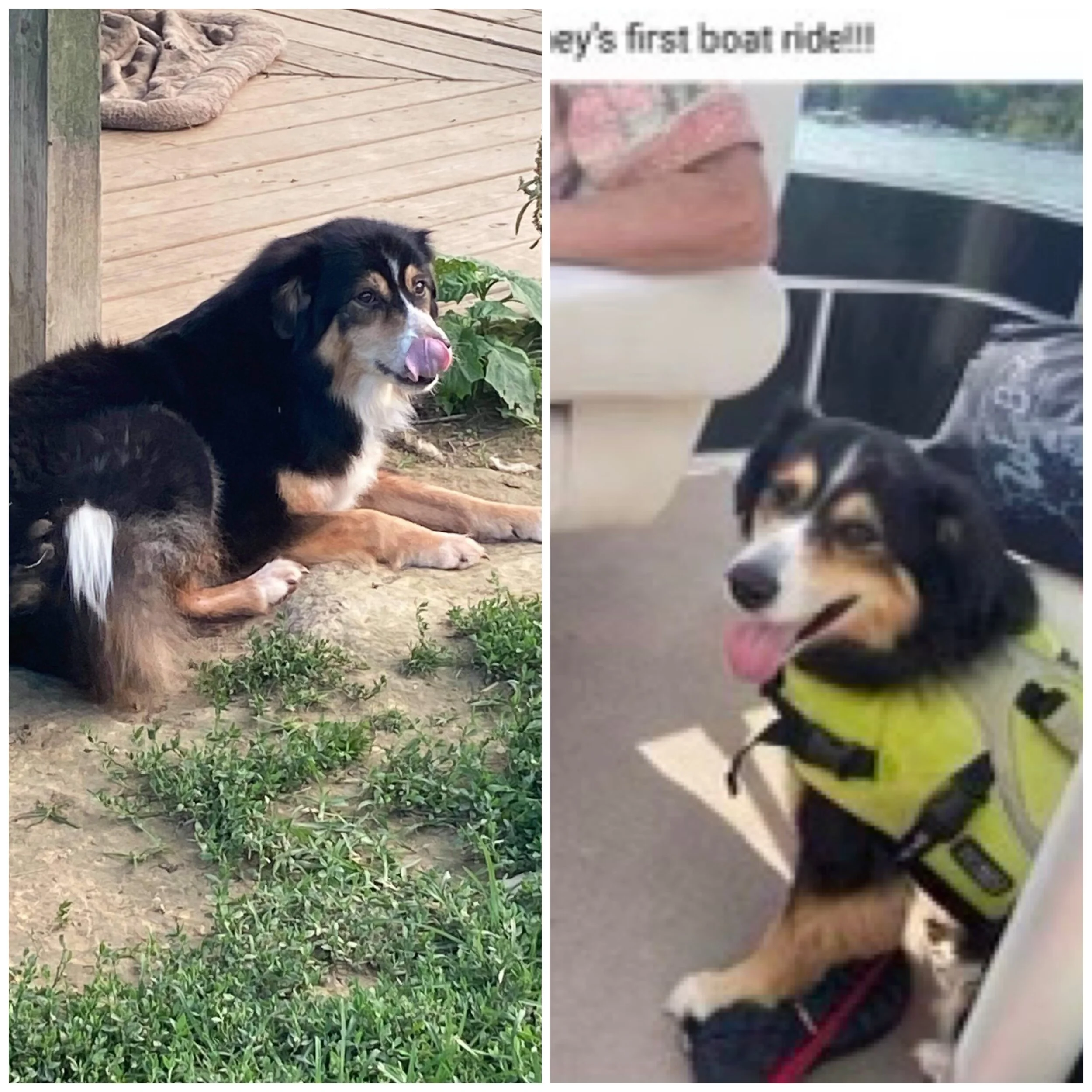 Side-by-side photos of a dog, first lying on dirt near plants with tongue out, second on a boat or watercraft wearing a yellow life jacket with tongue out.