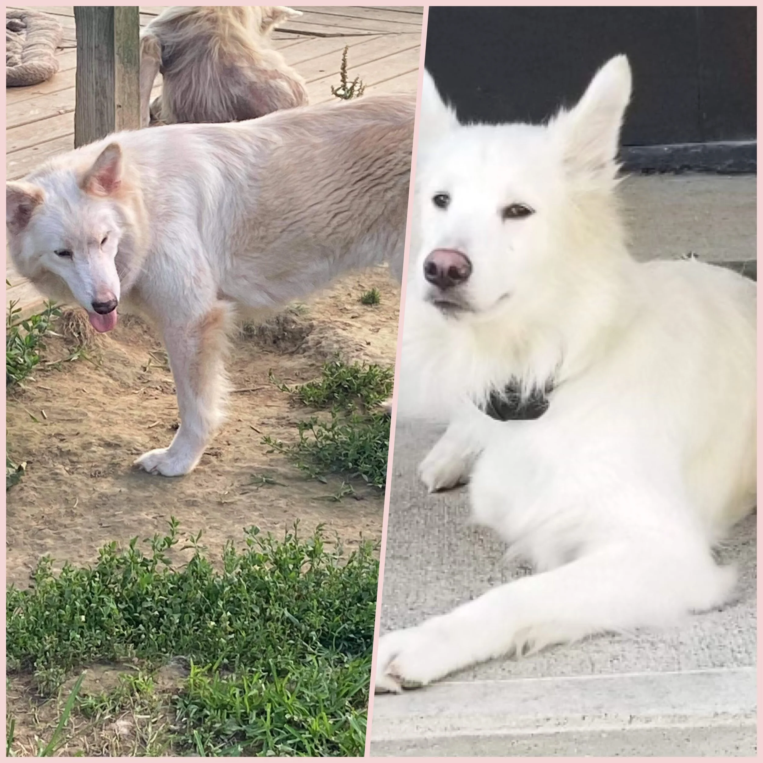 A photo split into two sections showing a white dog with fluffy fur and a friendly expression on the left, and a white dog with pointed ears and a black collar resting on a concrete surface on the right.
