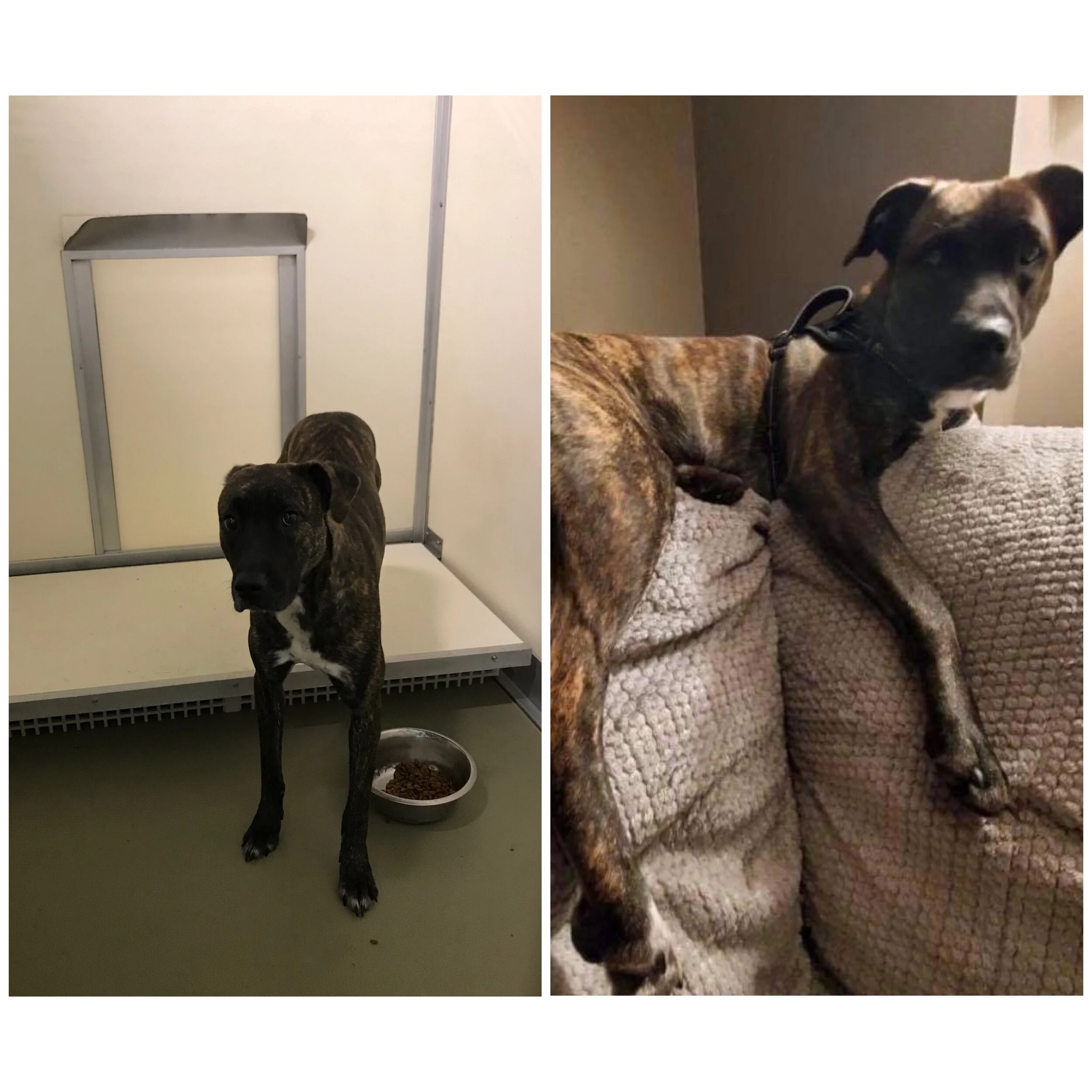 Side-by-side photos of a brindle-coated dog, one in a kennel with a food bowl, the other resting on a couch.