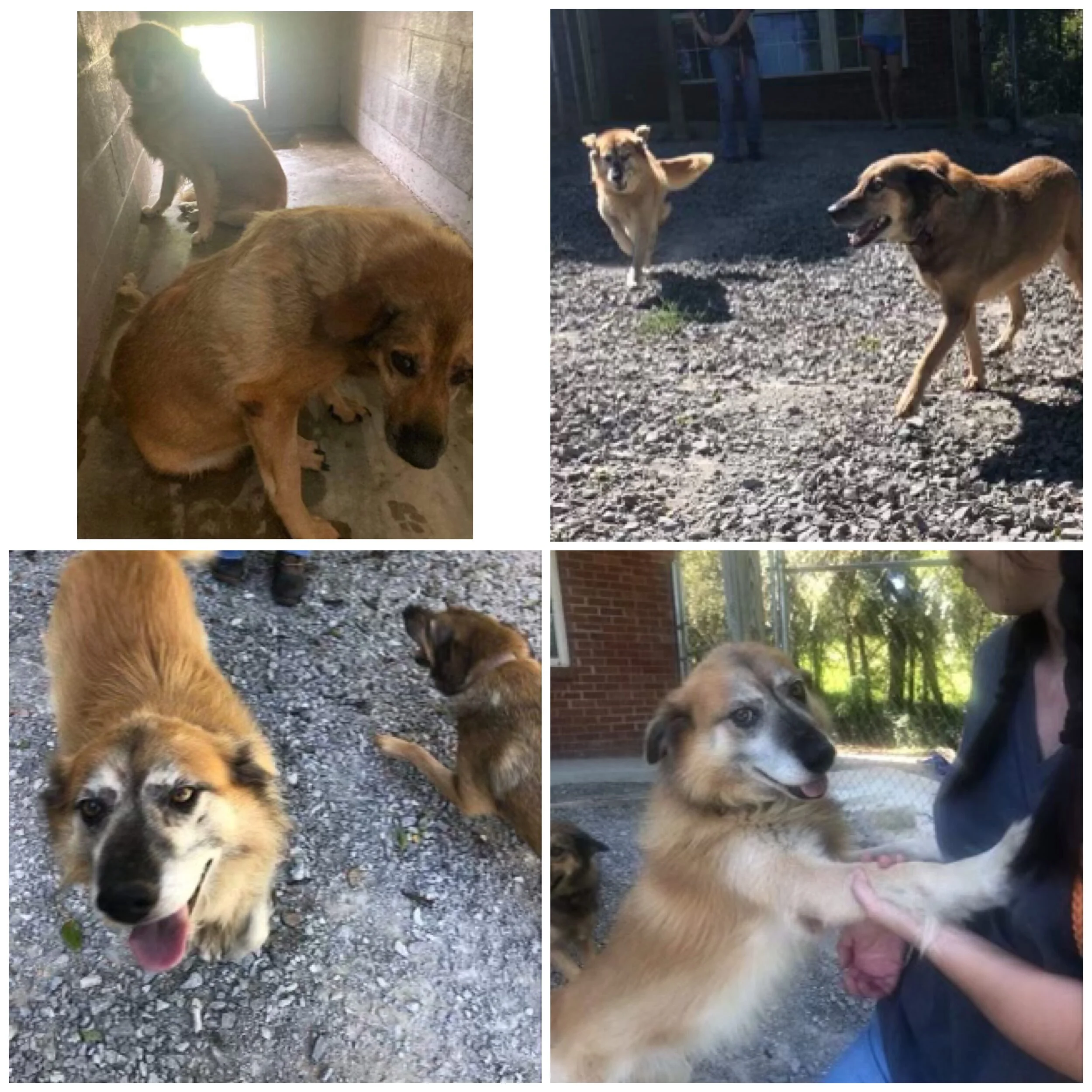 A collage of four photos of dogs: a small brown dog sitting in a corner inside with sunlight coming through a window; two dogs playing outside on gravel gravel, one jumping towards the other; a close-up of a fluffy dog with a happy expression on grav