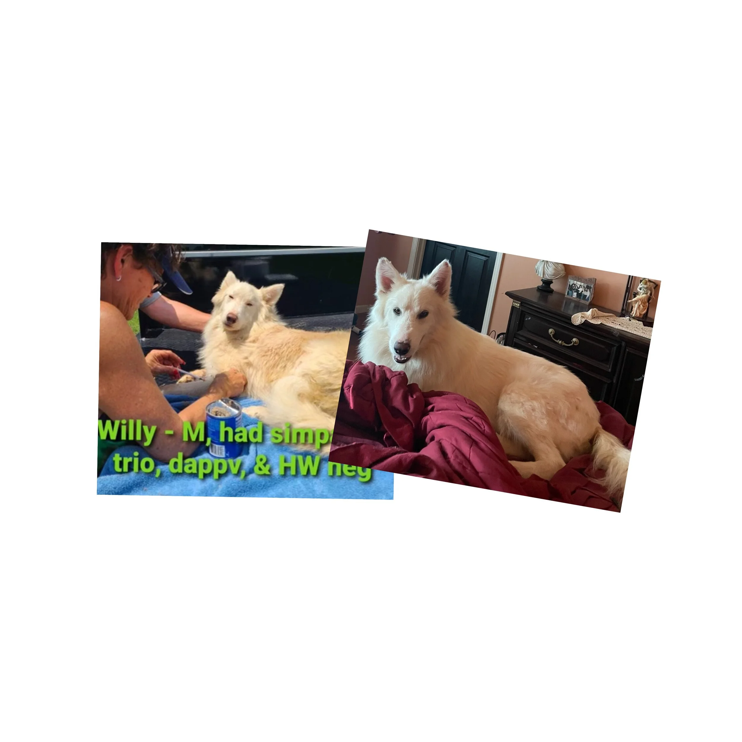 Two side-by-side photos of a white dog, likely a husky. The left photo shows the dog lying on a blue towel outdoors, with a person caring for it, and some text overlay. The right photo shows the dog indoors on a red blanket, looking at the camera.