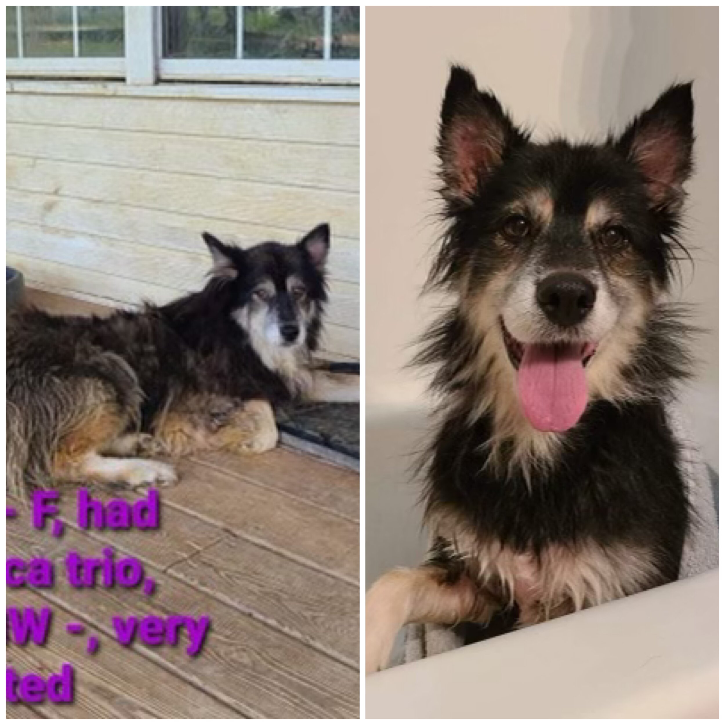 Side-by-side images of a black and tan Australian Shepherd dog, one lying on a wooden porch and the other sitting indoors with mouth open and tongue out.