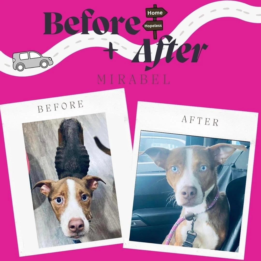 Side-by-side comparison of a dog before and after grooming; on the left, the dog has a messy coat and looks somewhat sad, and on the right, the dog has a clean, groomed coat and looks happy and alert.