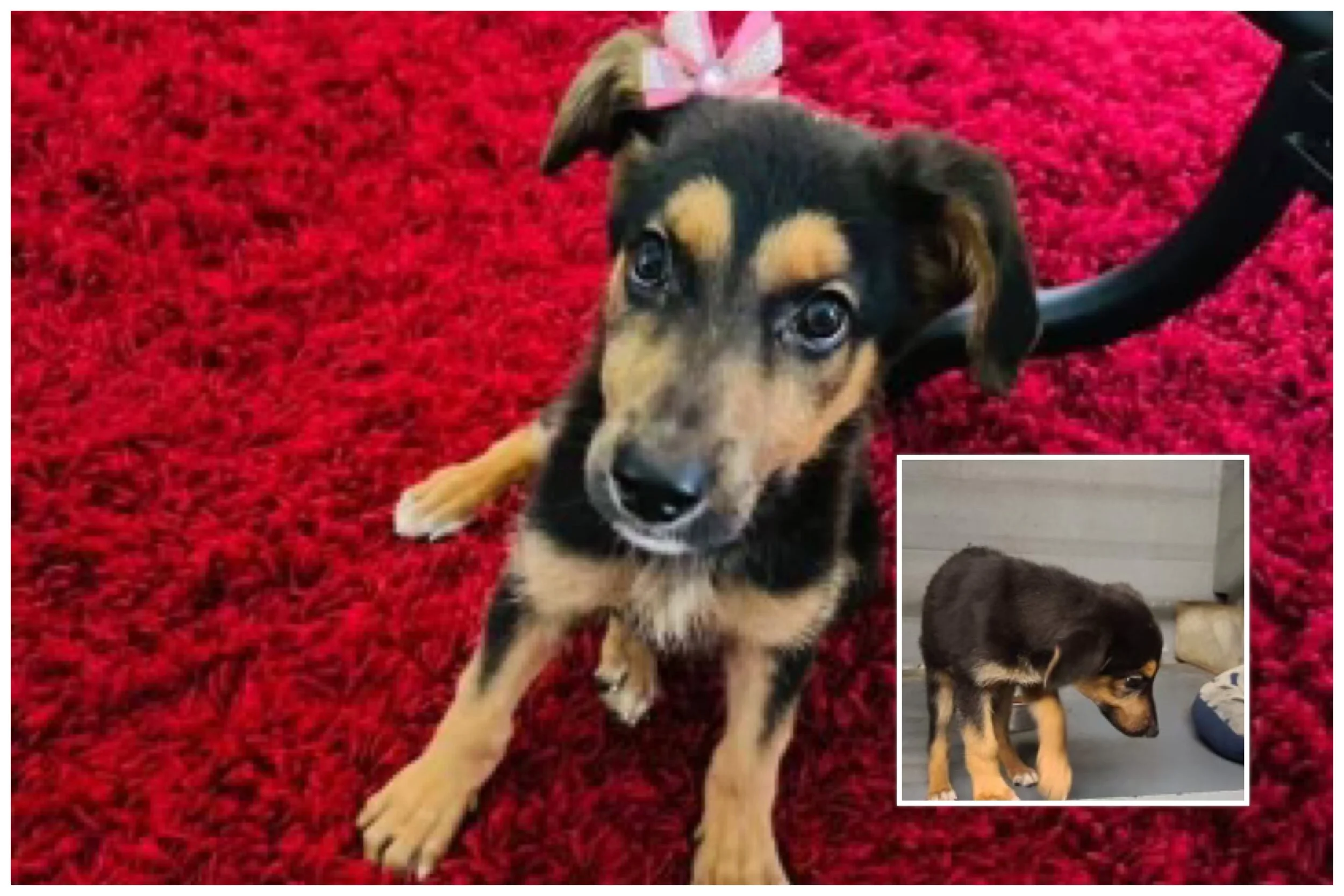 A young black and tan puppy with blue eyes lying on a red carpet, with a smaller inset photo of the same puppy standing on a gray floor, looking down.