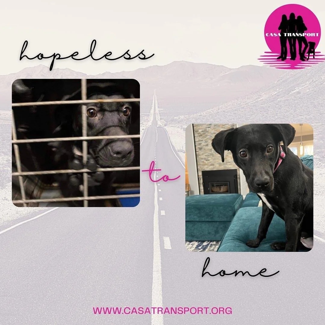 A graphic with the words 'hopeless to home' and photos of a black dog behind a cage and a black dog sitting on a blue couch, with the logo and website of a pet rescue group.