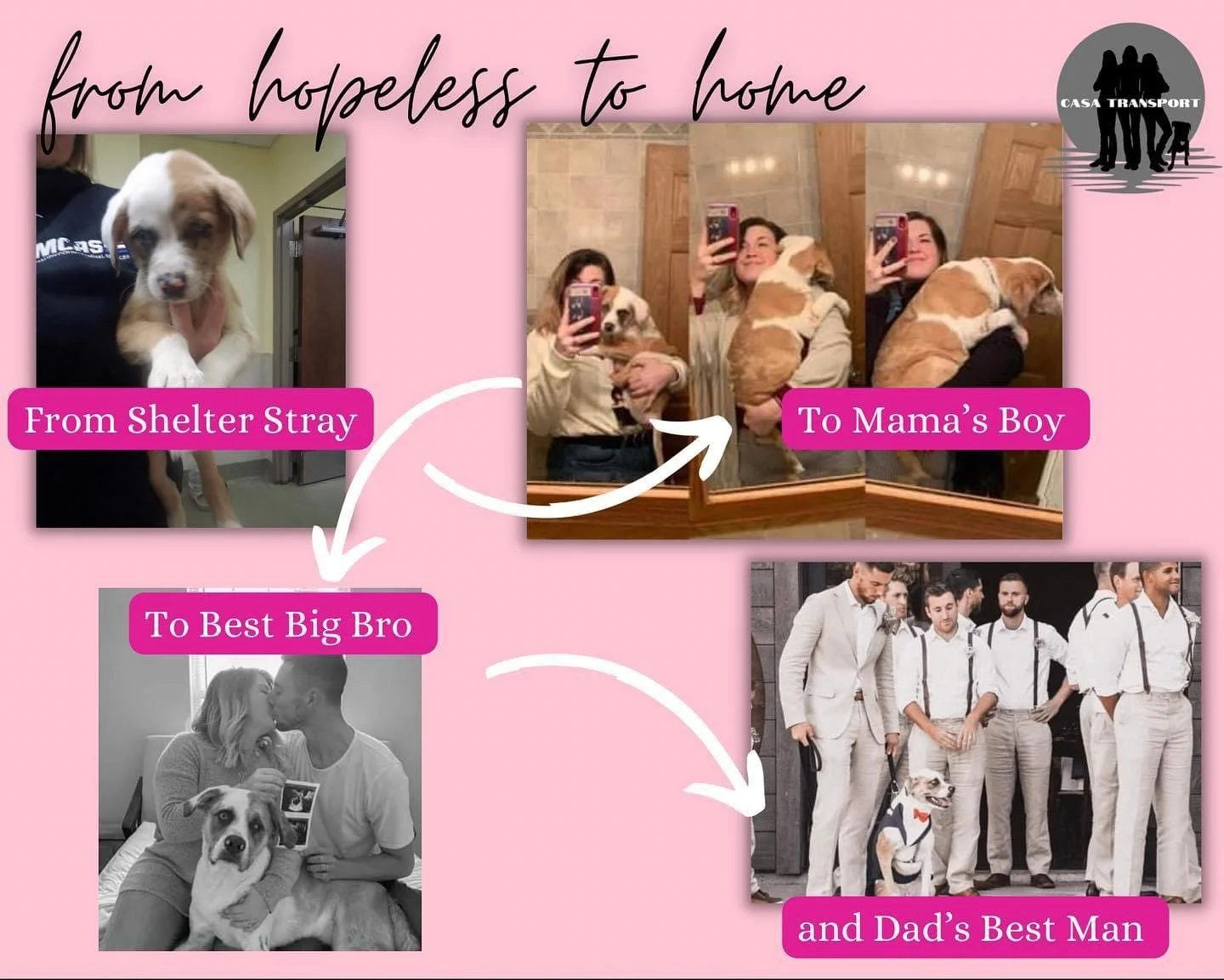 A collage of four images illustrating a dog's journey from a shelter to becoming a family pet and beloved companion. The first image shows a dog from Shelter Stray, the next two images show a woman holding the dog, titled 'To Mama's Boy', and the las