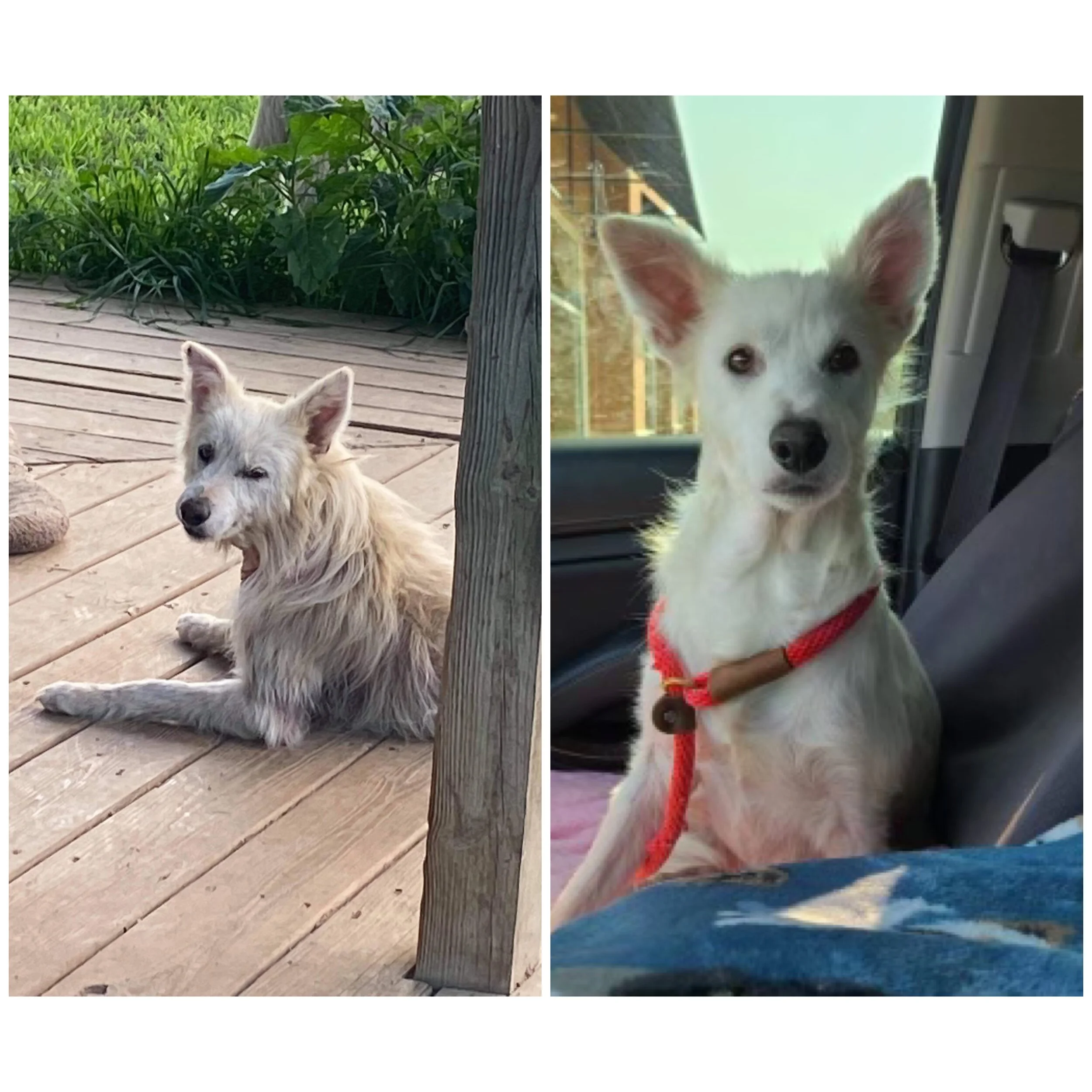 Side-by-side photos of a small white dog, one outdoors sitting on a wooden deck and the other indoors sitting in a vehicle with a red collar.