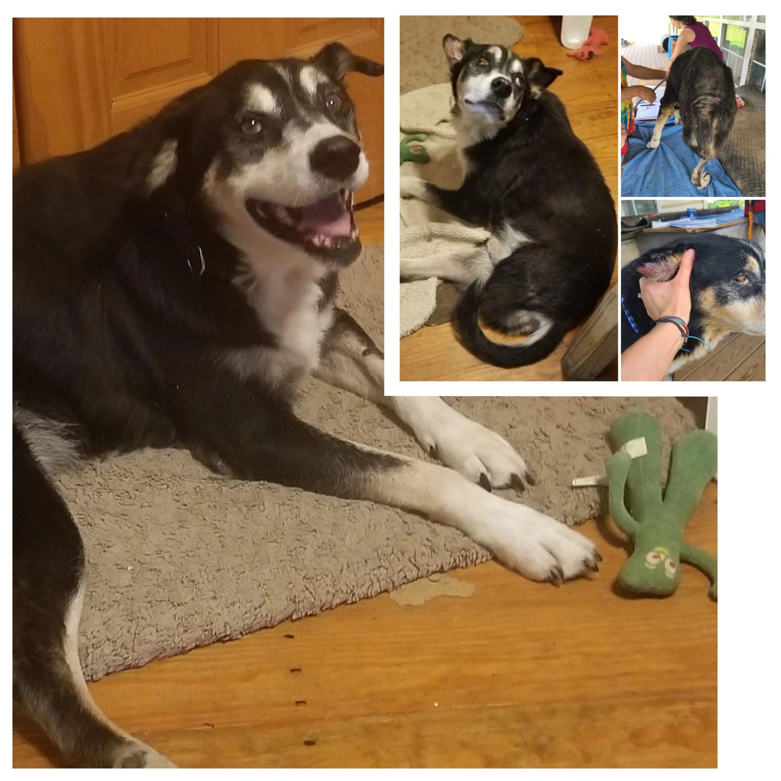 Collage of five pictures of a black and white Siberian Husky dog indoors and outdoors.