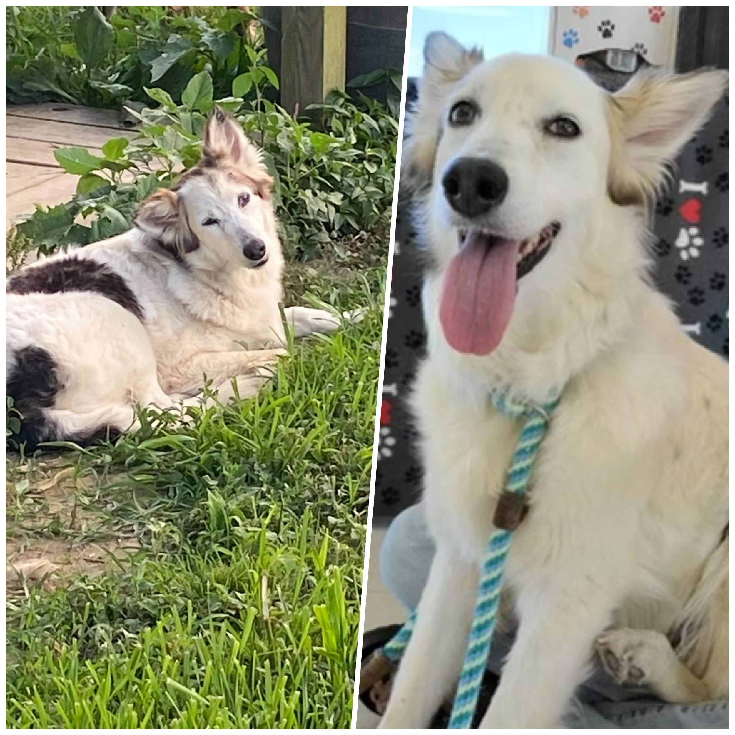 Photo of two dogs, a collie lying outdoors with another dog, possibly a husky, in the background, and a white dog with a blue leash sitting indoors, panting with its tongue out.