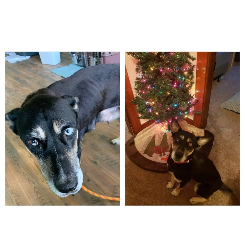 Photo of two dogs, one a Husky with blue eyes on the left, and the other a black and white dog sitting next to a decorated Christmas tree on the right.