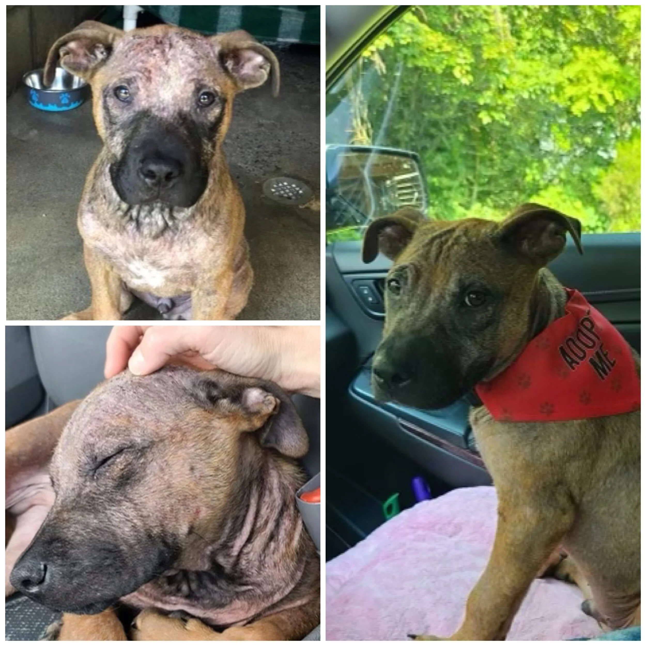 A collage of three photos of a young brown brindle dog with a black nose and floppy ears. The dog is sitting indoors, sleeping with eyes closed, and sitting in a car with a green leafy background outside. The dog is wearing a red bandana with paw pri