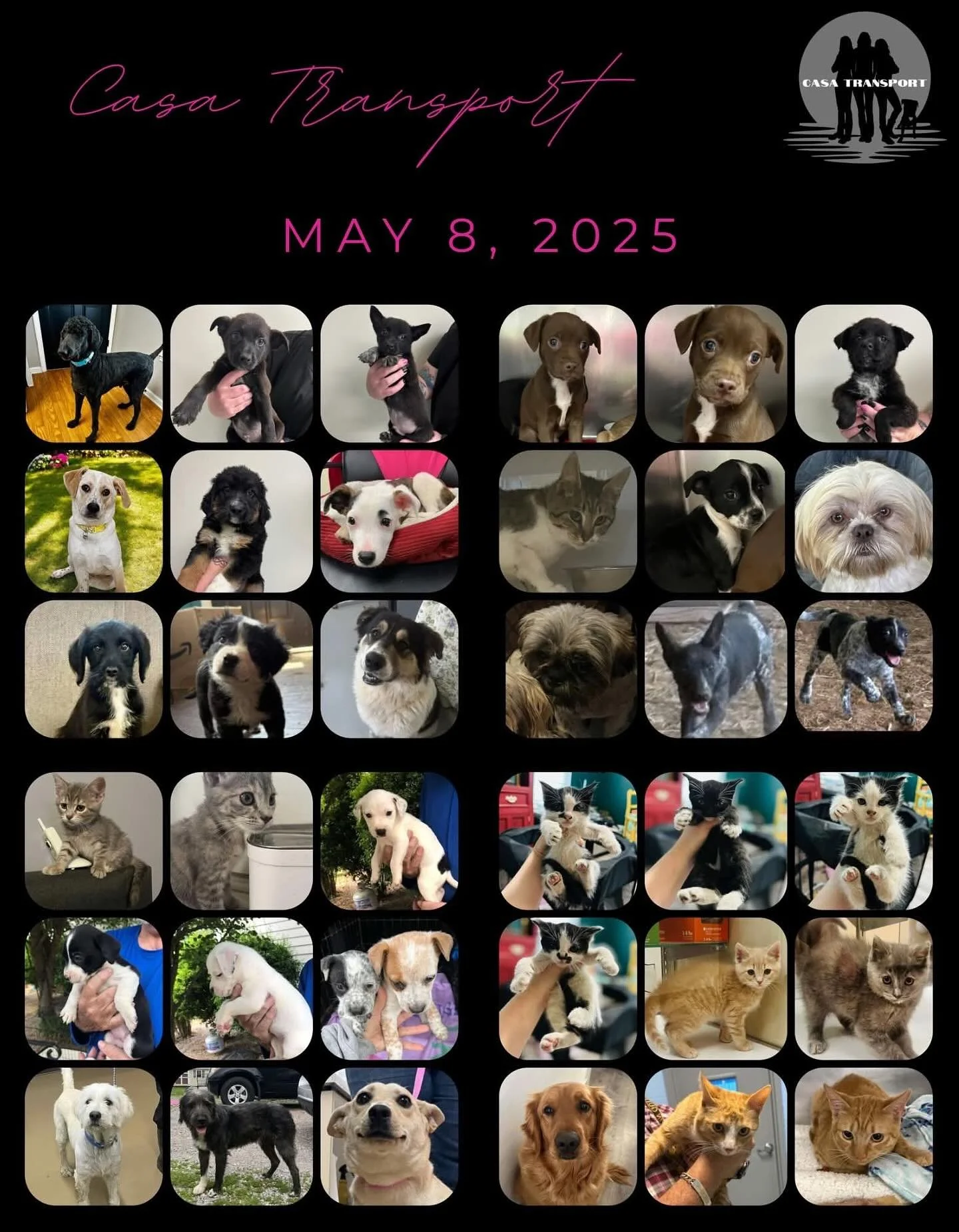 The van was packed, the tails were wagging, the purrs were rolling, and our rescue partners were waiting as our 35 furry copilots made their way to shelter-free living!