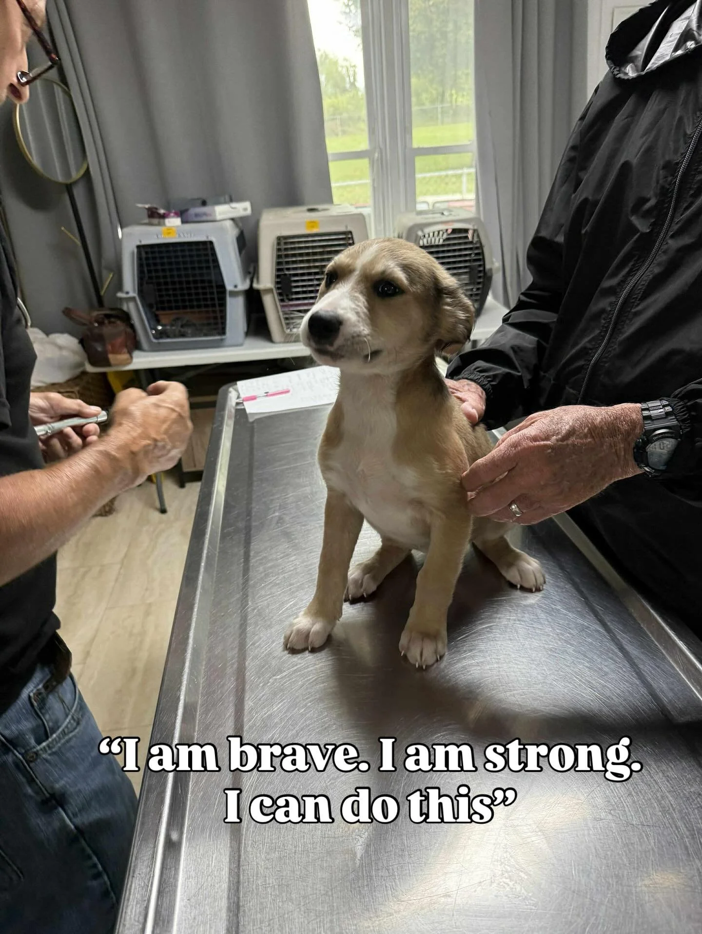 Even the bravest pups need a moment after their vaccines. Luckily a little icky taste means they’re protected from disease and are ready to travel north to their forever homes!