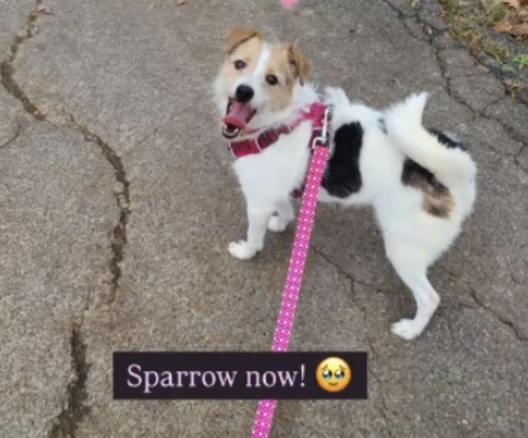 The Tennessean: Maury County shelter dog Sparrow lands in Superman movie