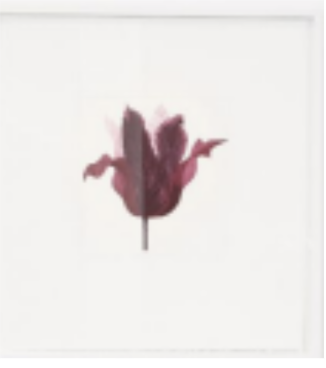 Grainne Cuffe: Tulipa Purpura
