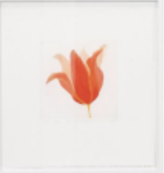 Grainne Cuffe: Leaning Towards Summer (White Dove)