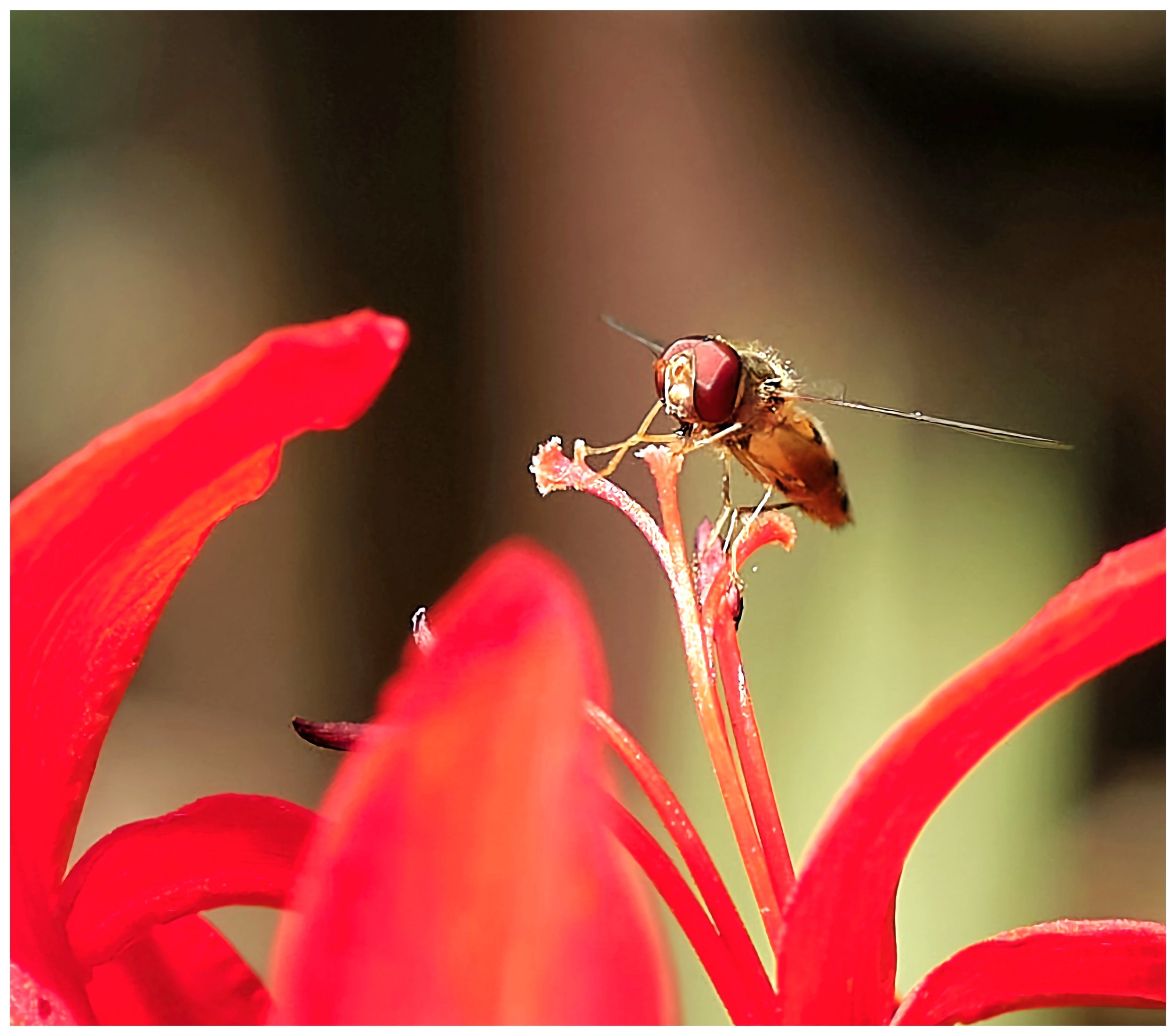 Crimson Encounter.jpeg