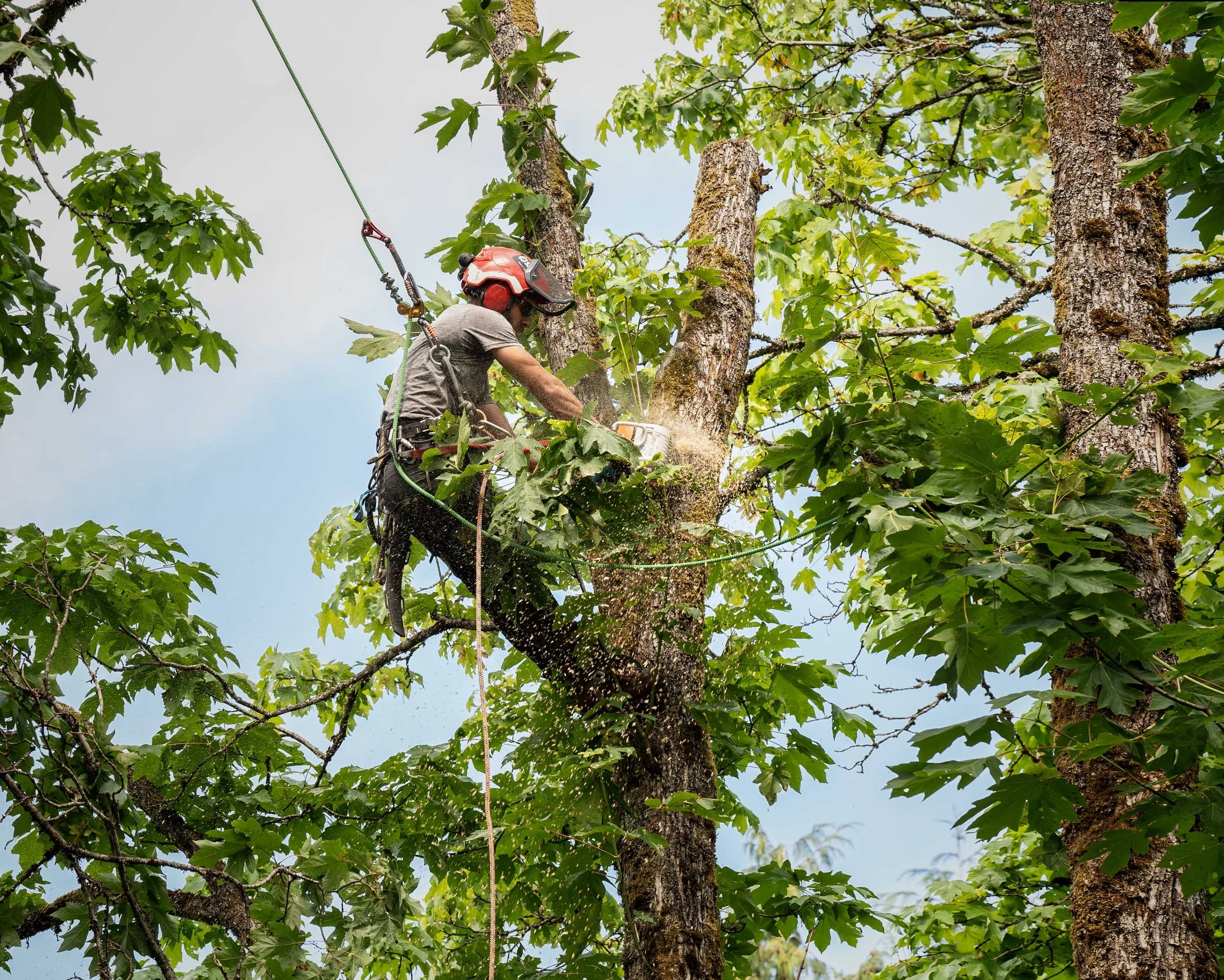 Tree Pruning