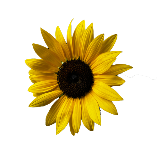 Close-up of a bright yellow sunflower with a dark center, against a black background.