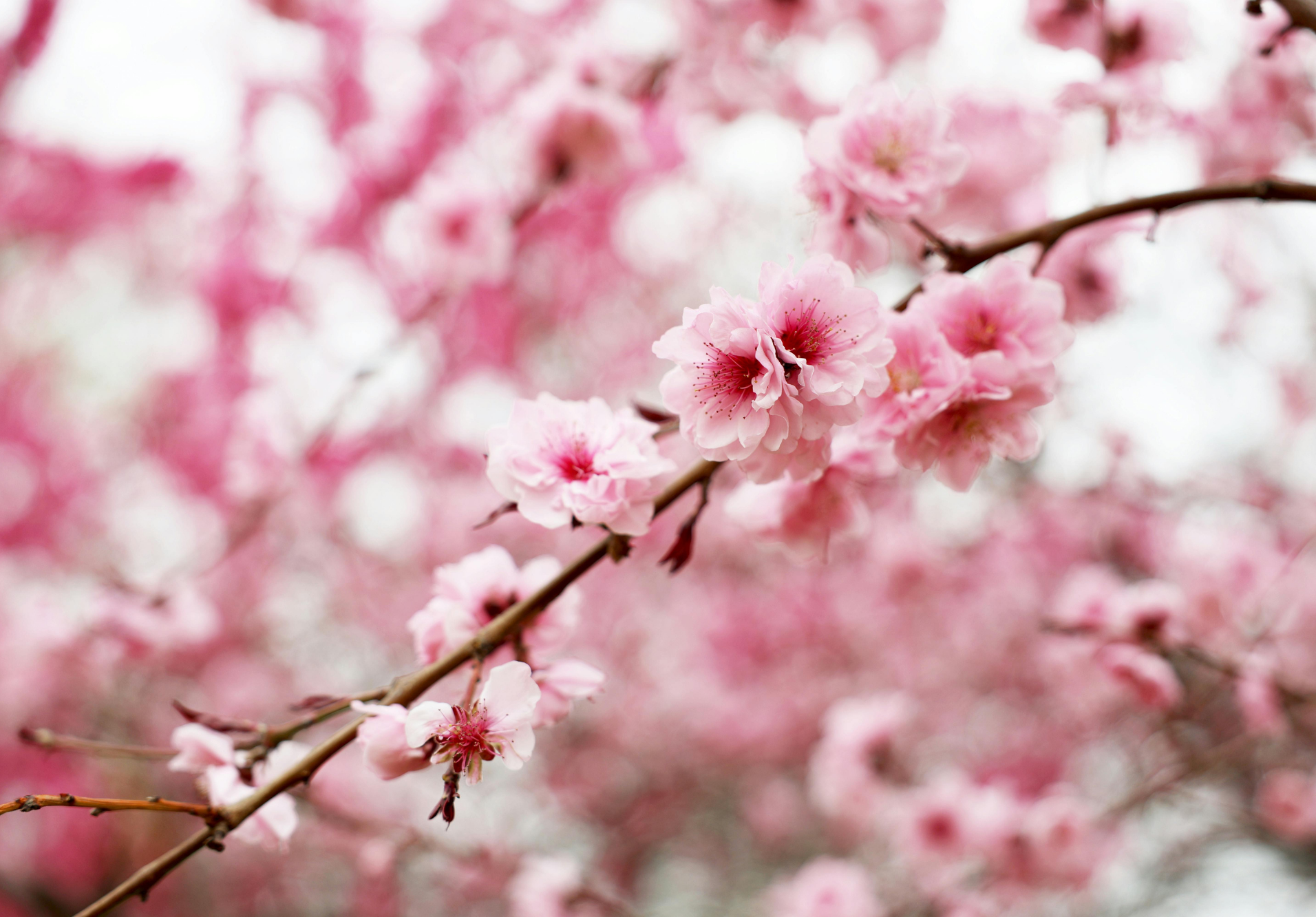 Long-Range Forecast Outlook